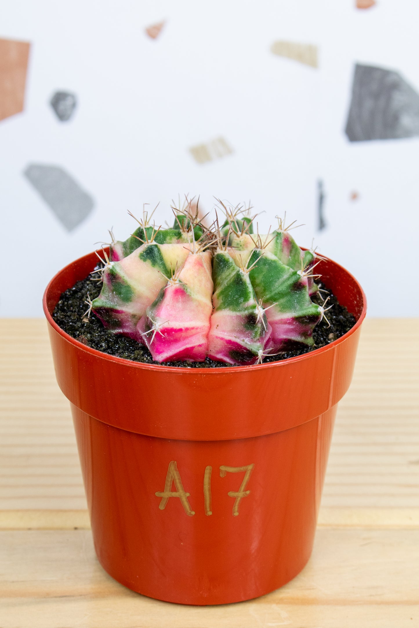 Gymnocalycium Mihanovichii Variegated 3 inch