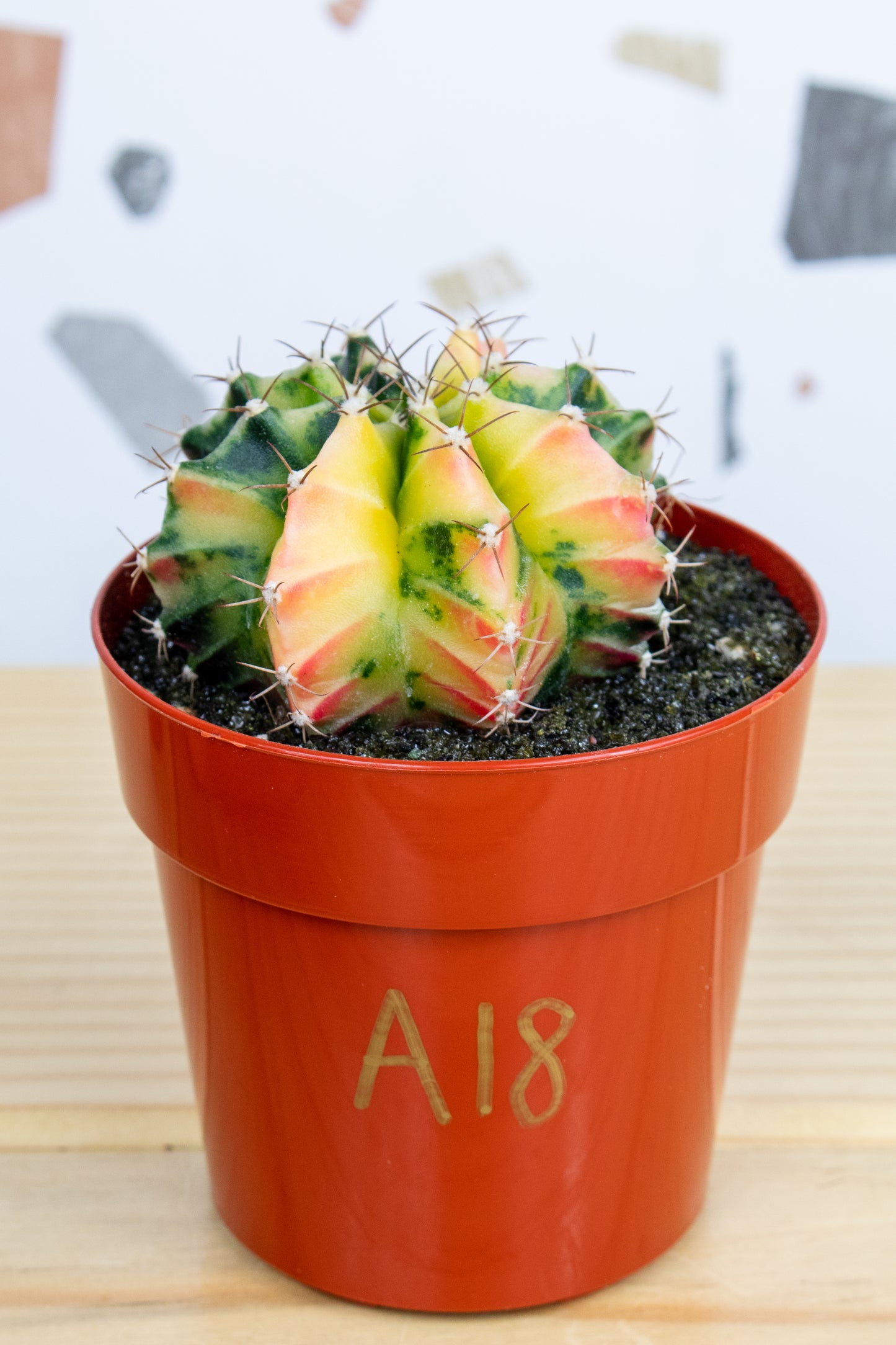 Gymnocalycium Mihanovichii Variegated 3 inch