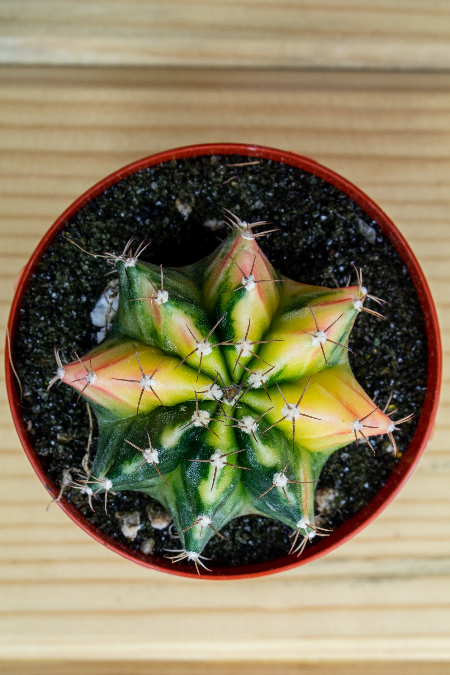 Gymnocalycium Mihanovichii Variegated 3 inch