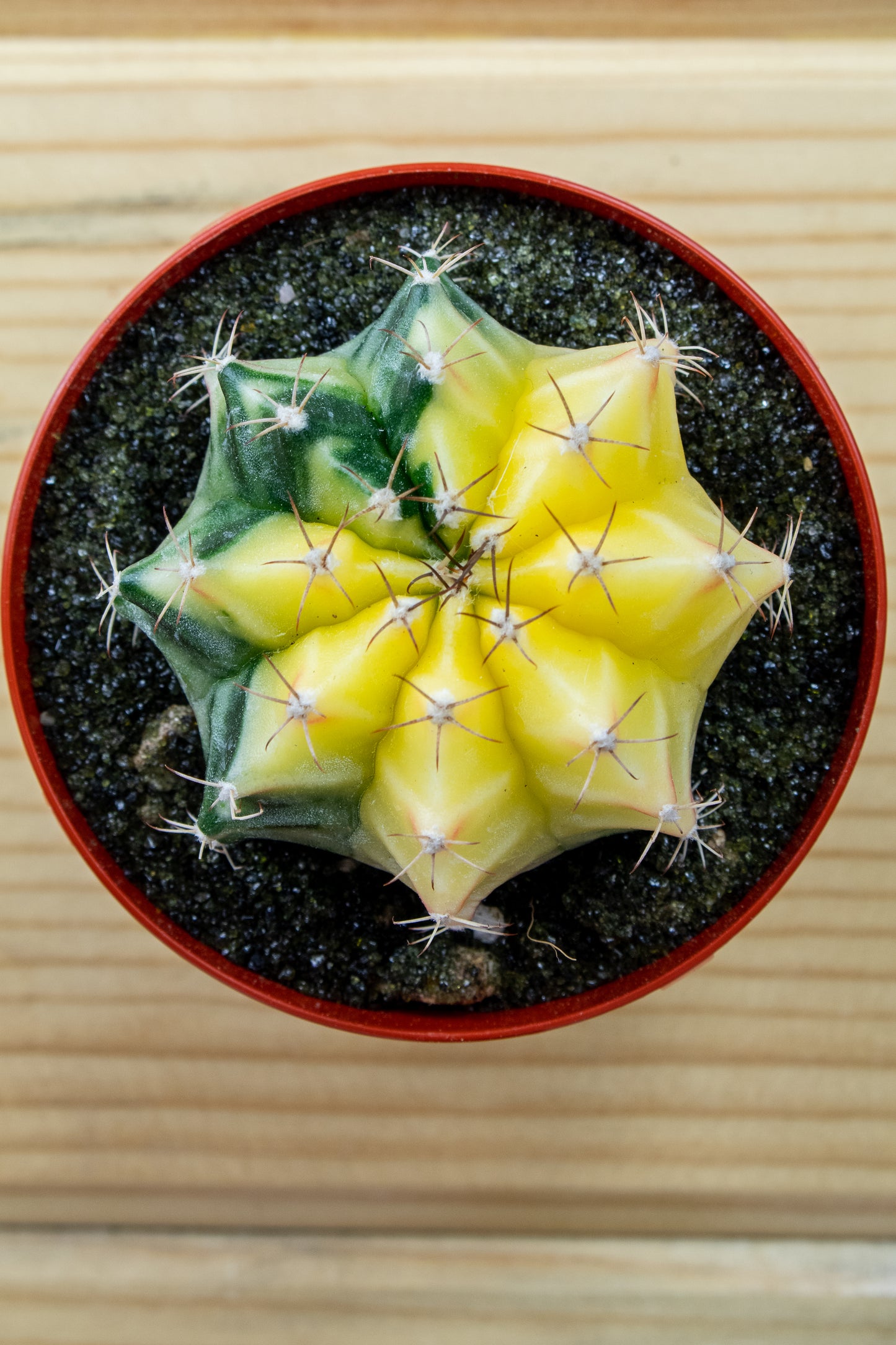 Gymnocalycium Mihanovichii Variegated 3 inch