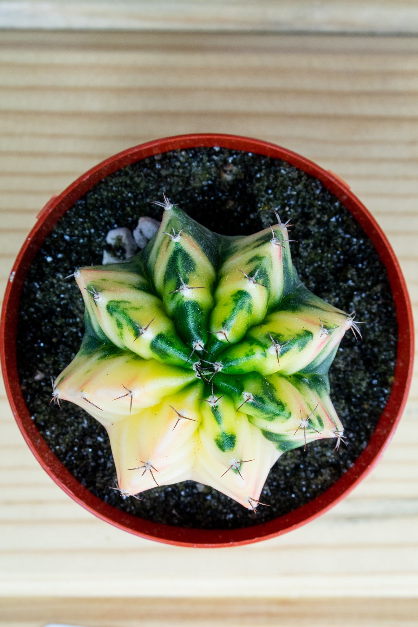 Gymnocalycium Mihanovichii Variegated 3 inch