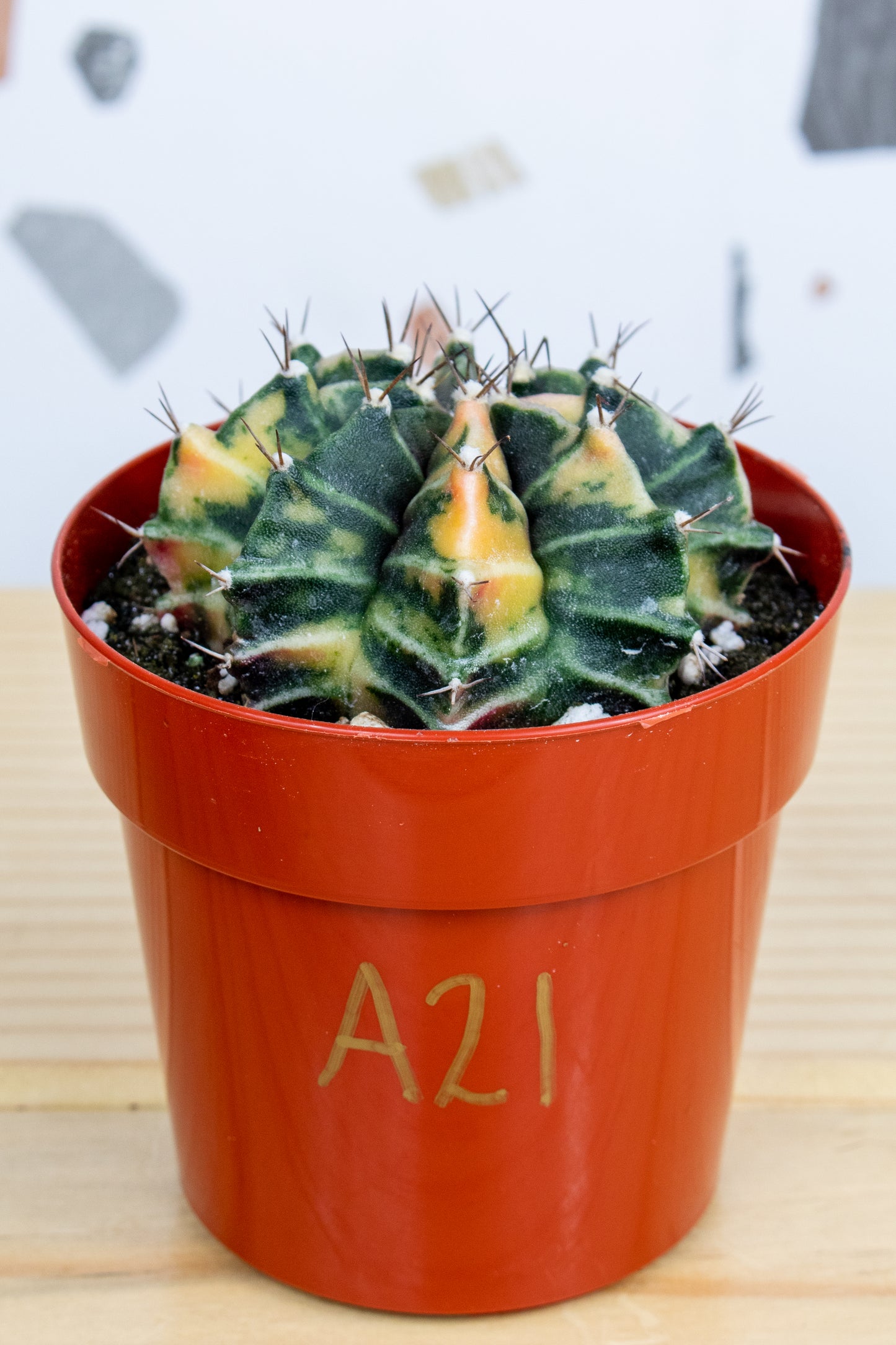 Gymnocalycium Mihanovichii Variegated 3 inch