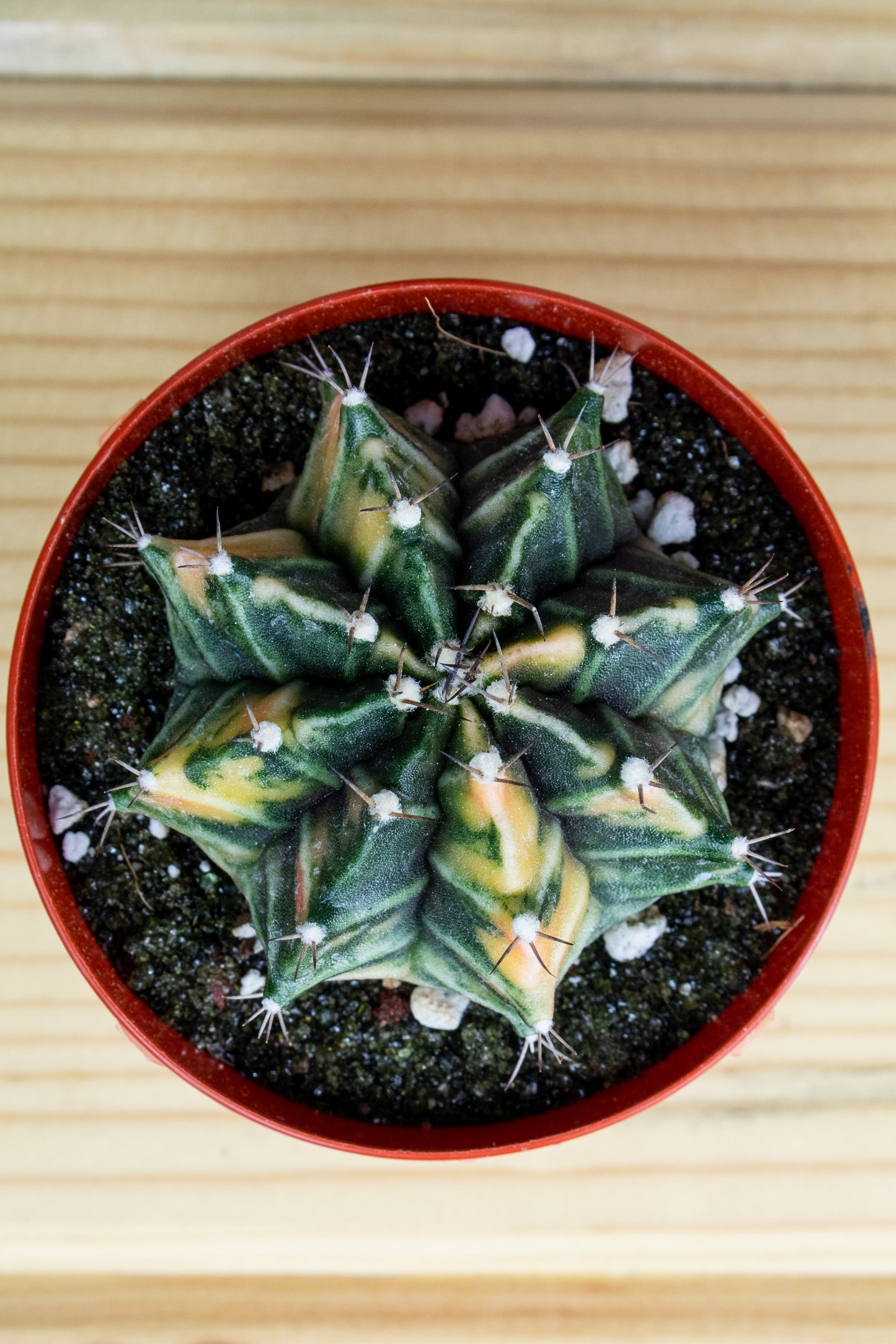 Gymnocalycium Mihanovichii Variegated 3 inch