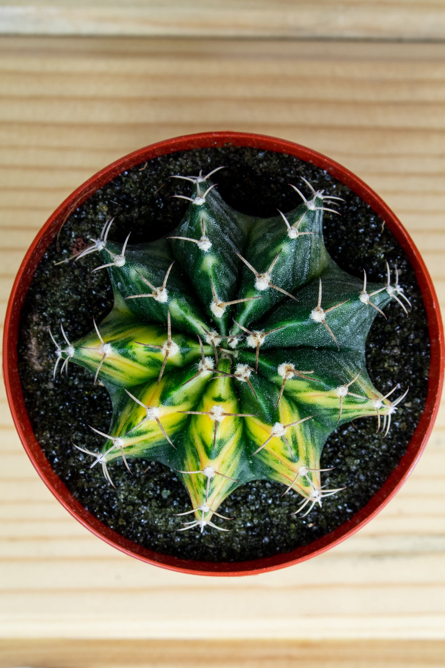 Gymnocalycium Mihanovichii Variegated 3 inch