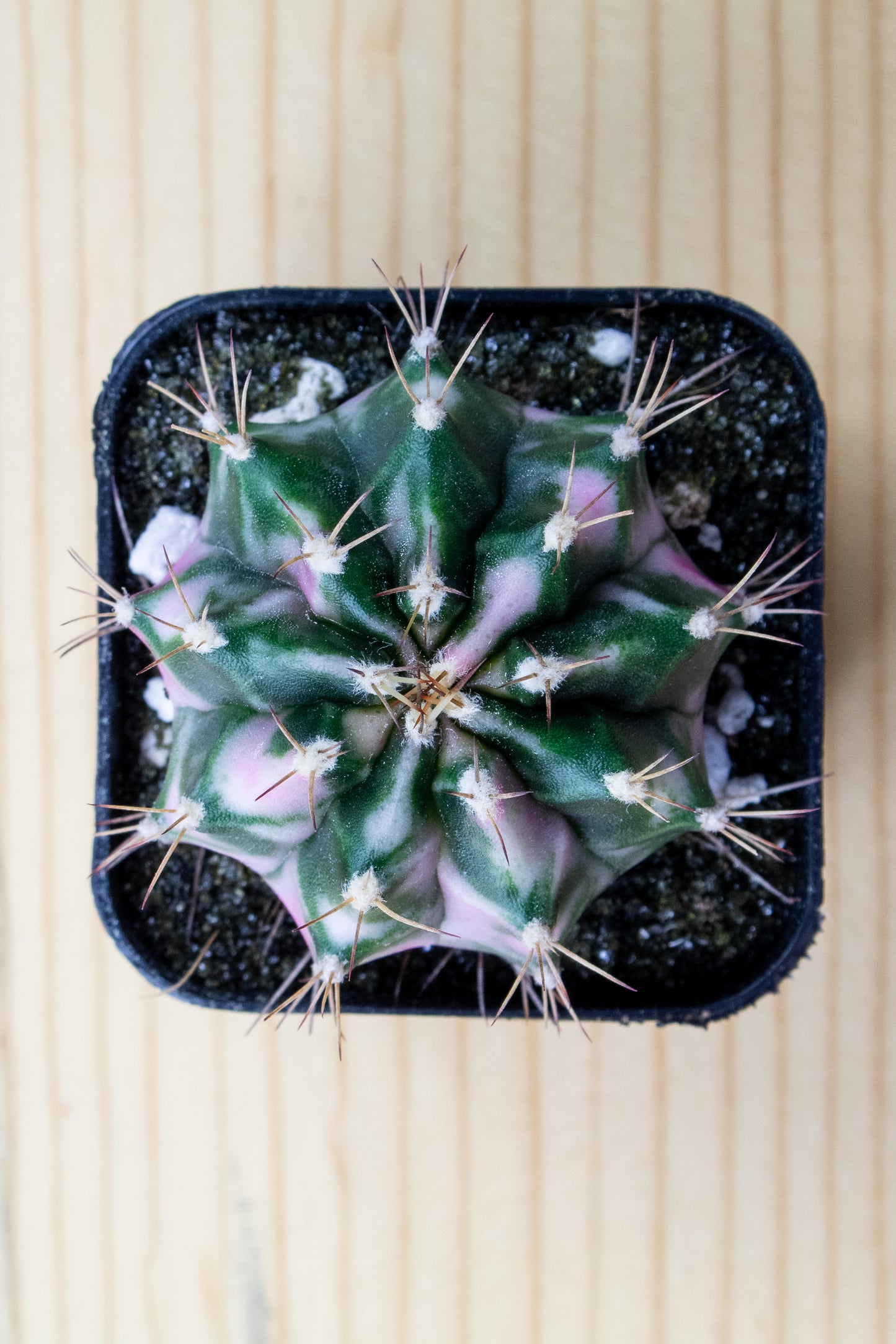 Gymnocalycium Mihanovichii 'Pink Diamond'