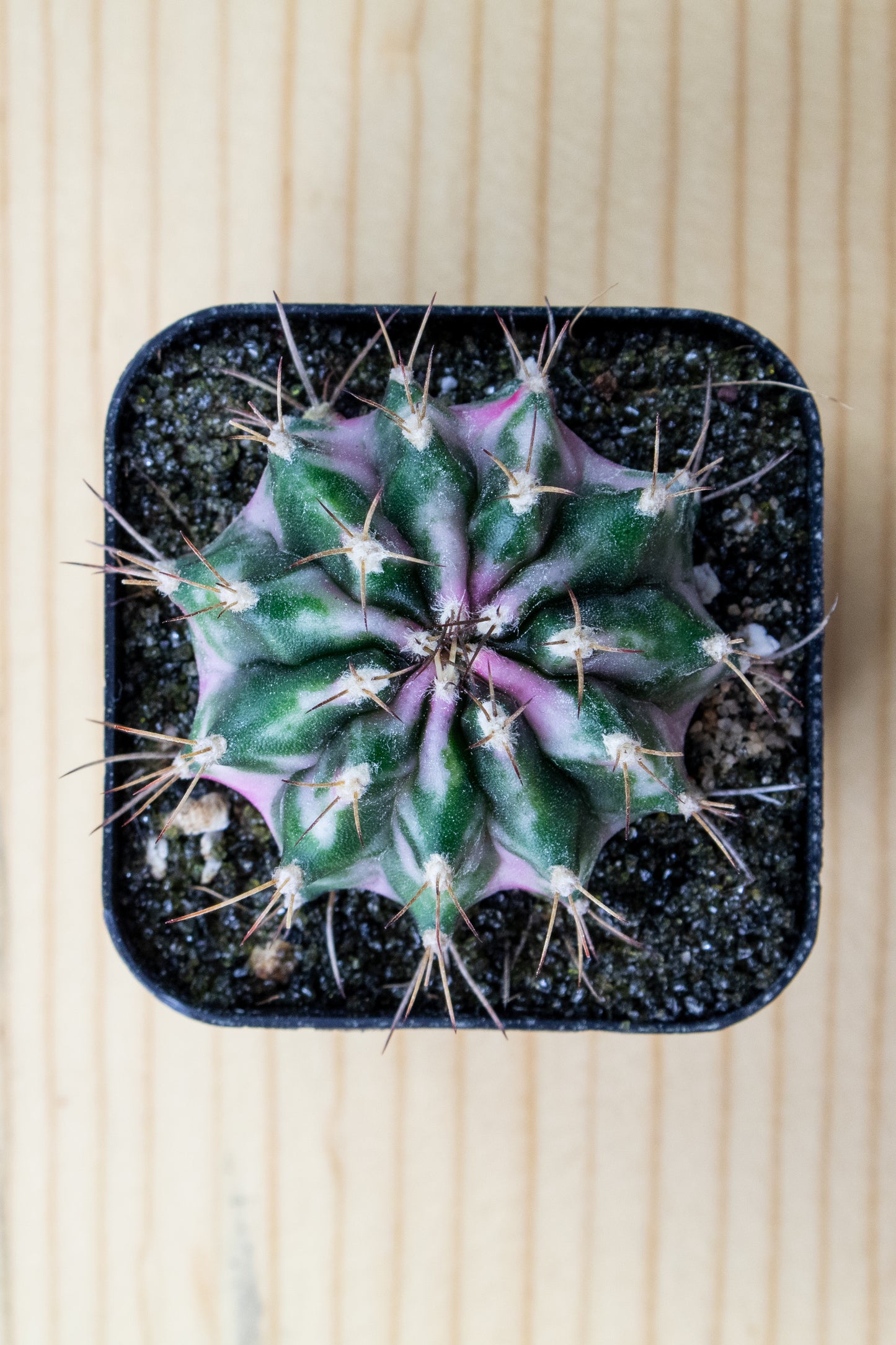 Gymnocalycium Mihanovichii 'Pink Diamond'