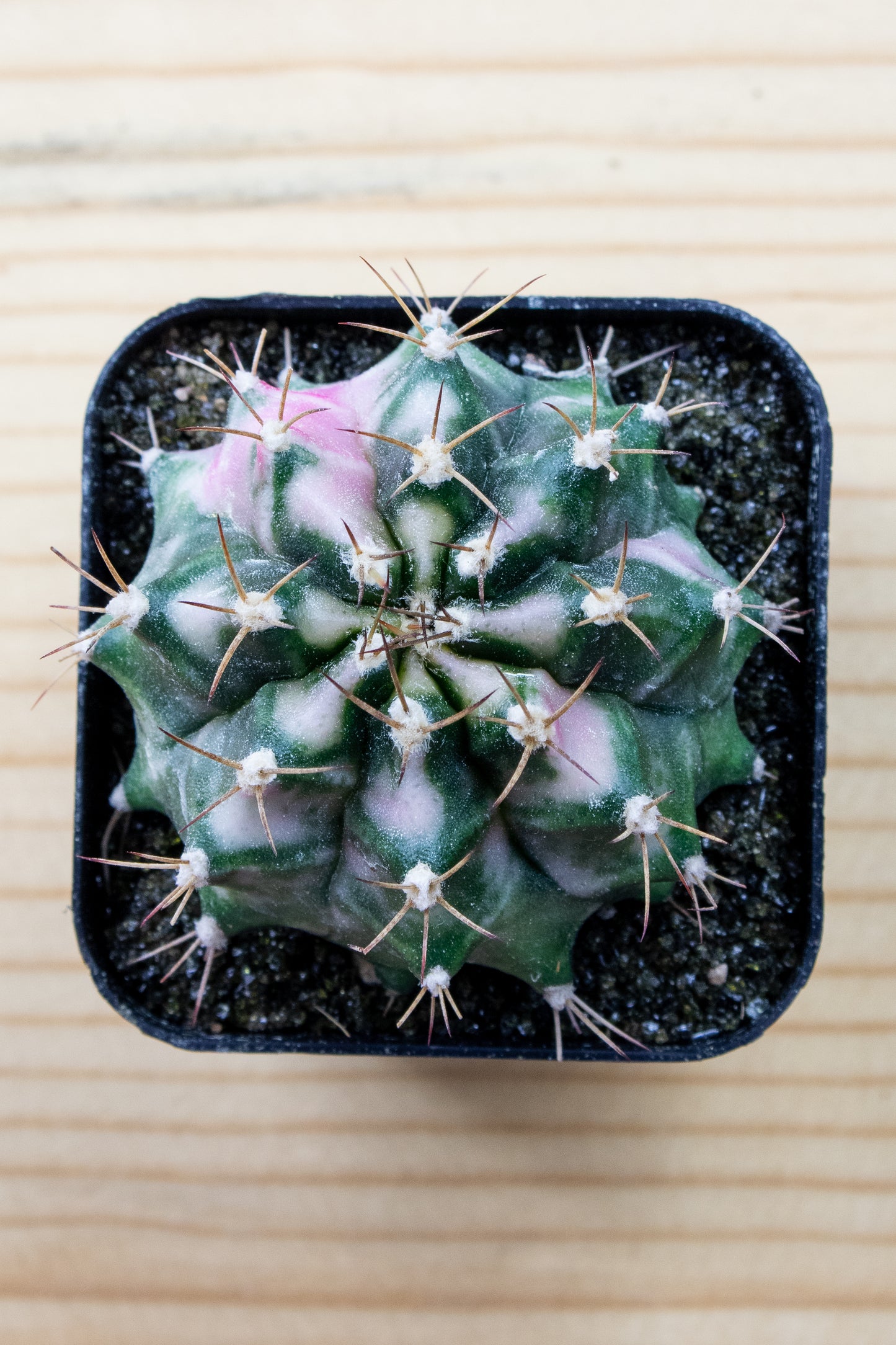 Gymnocalycium Mihanovichii 'Pink Diamond'