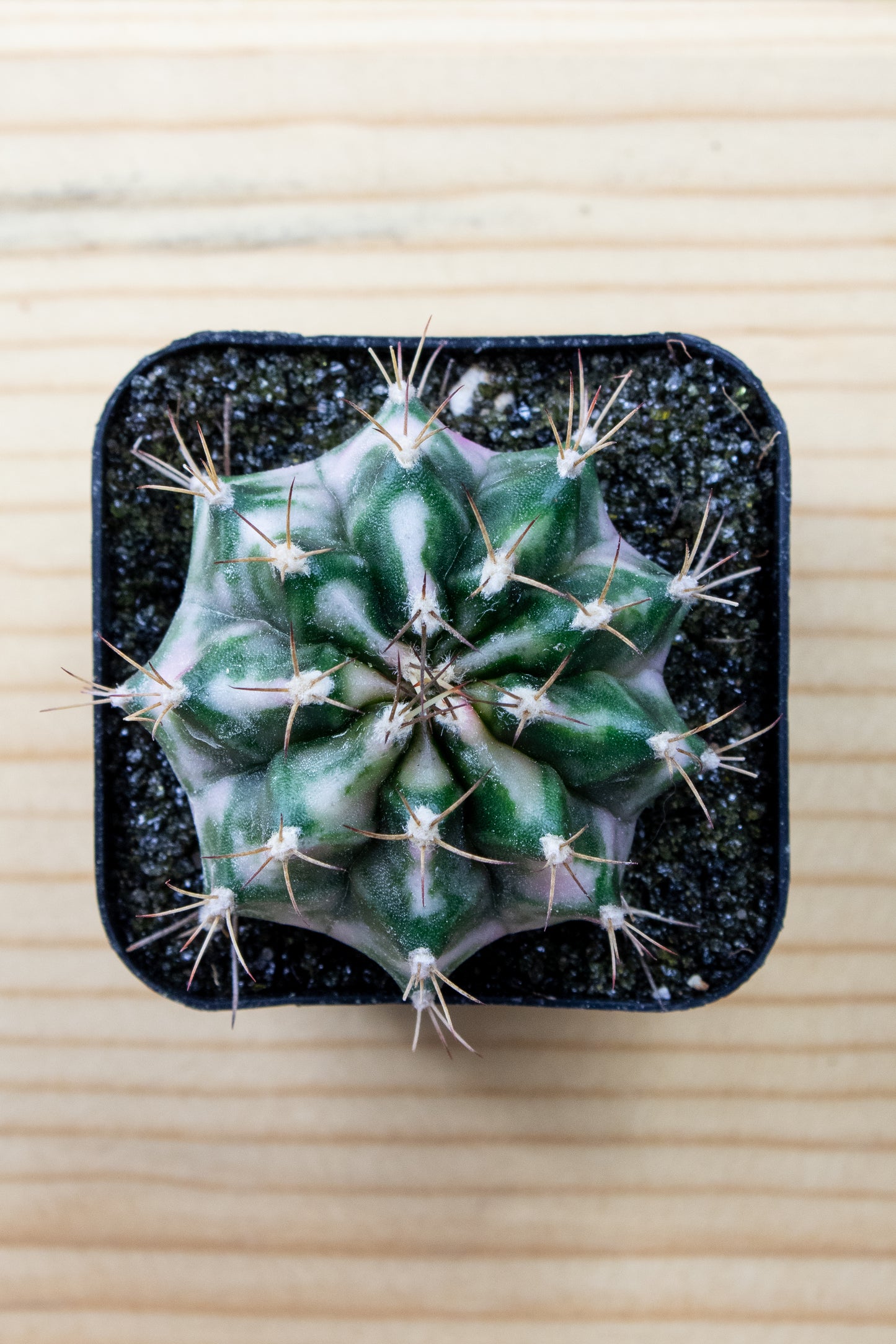 Gymnocalycium Mihanovichii 'Pink Diamond'