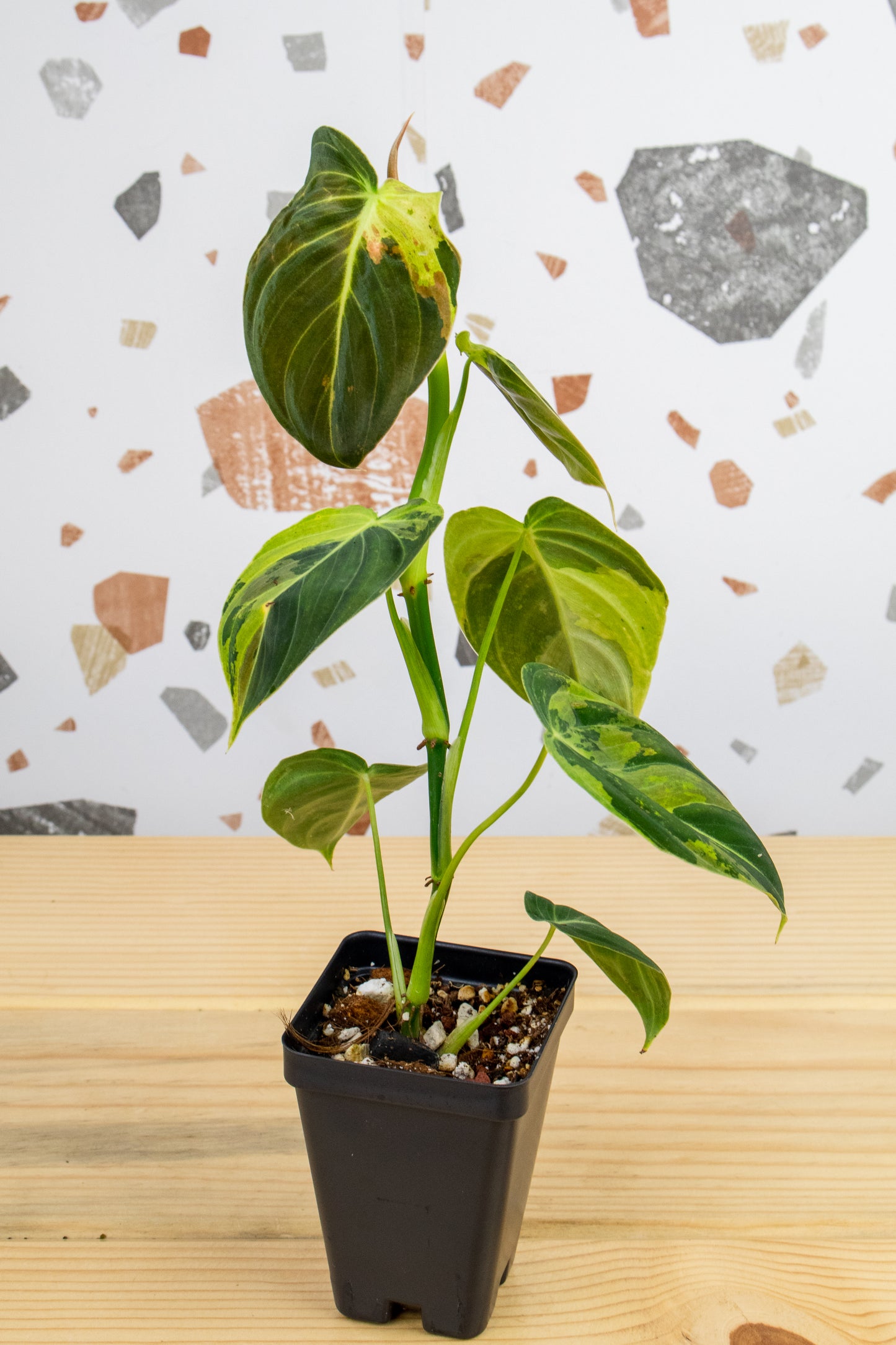 Variegated Philodendron Melano