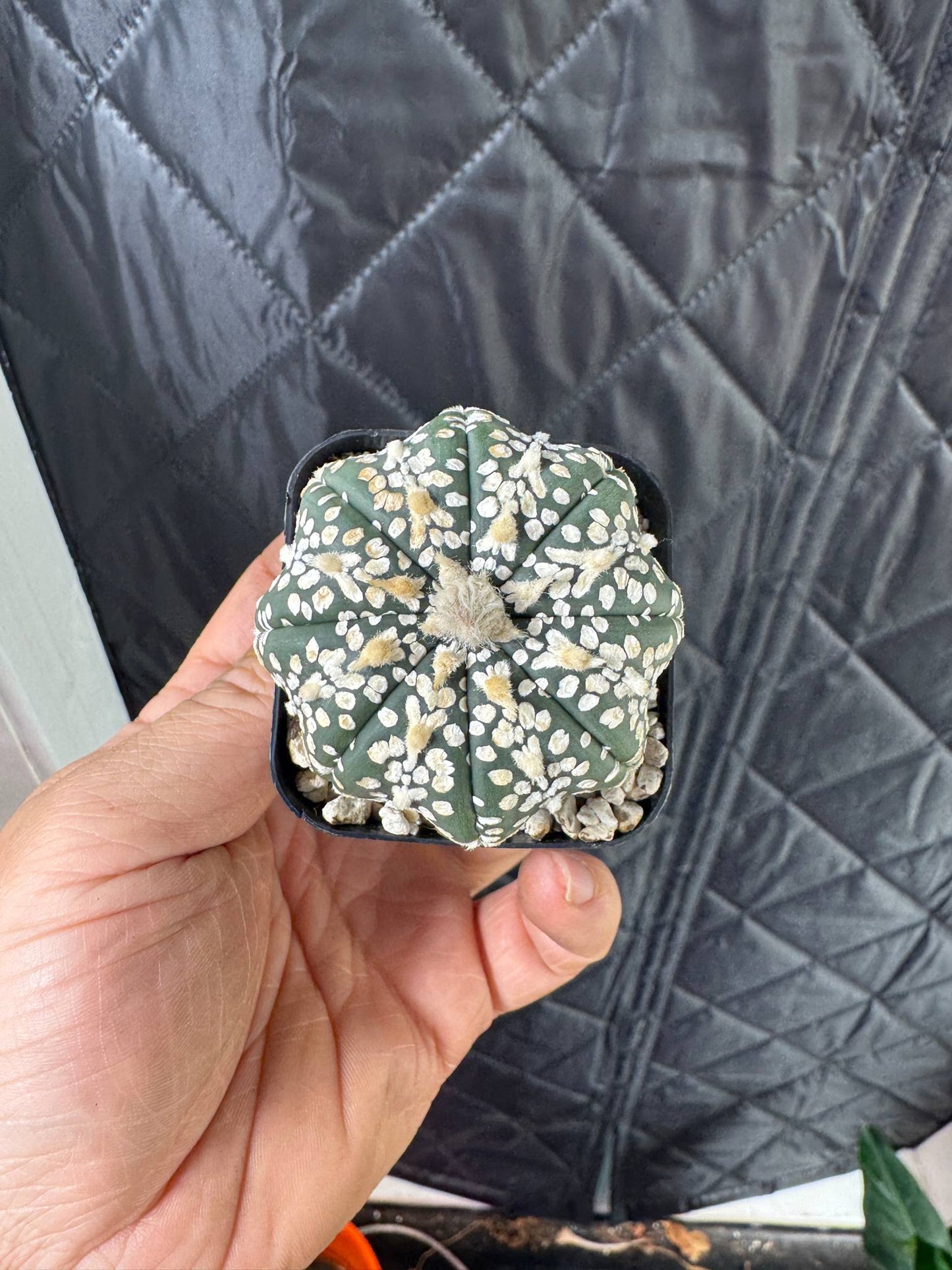 Astrophytum Asterias V-Type 'Super Kabuto'