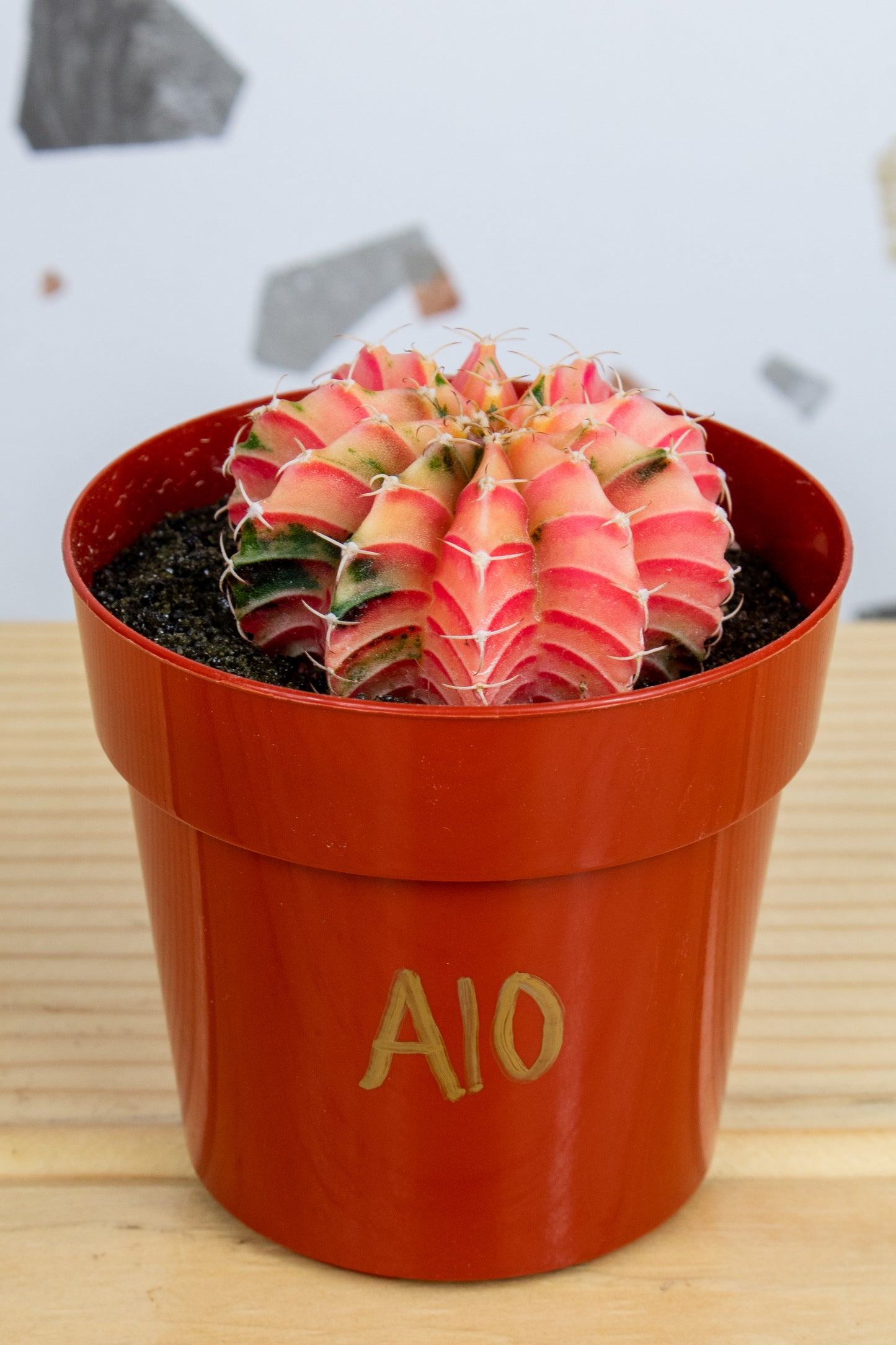 Gymnocalycium Mihanovichii Variegated 3 inch