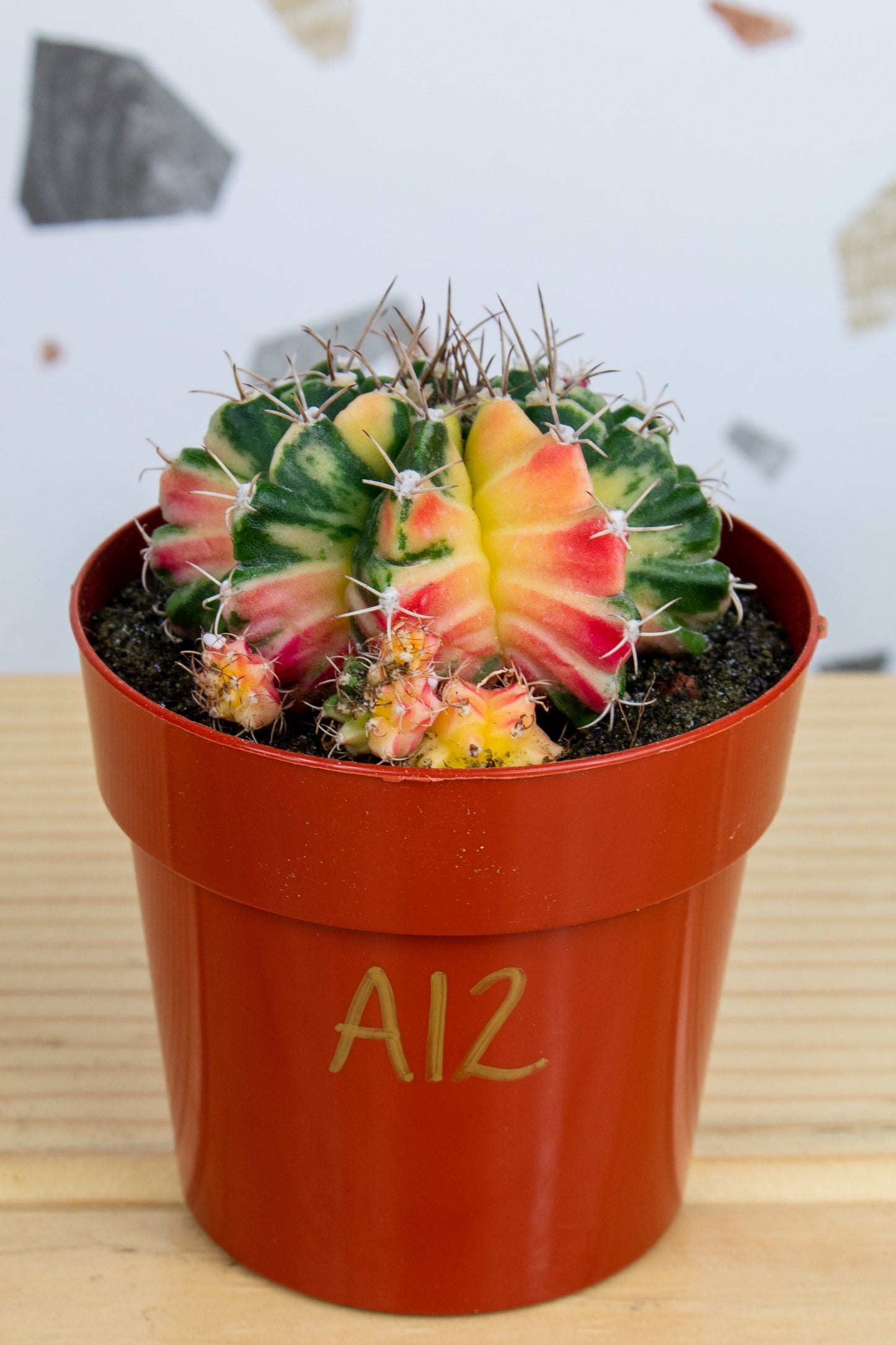 Gymnocalycium Mihanovichii Variegated 3 inch