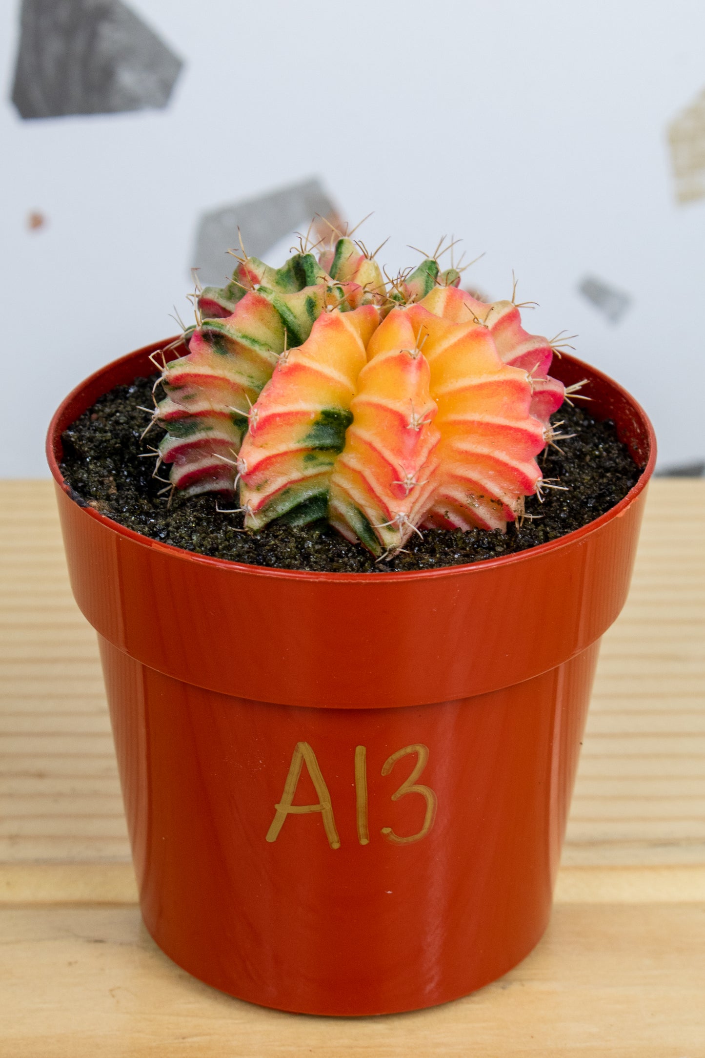 Gymnocalycium Mihanovichii Variegated 3 inch