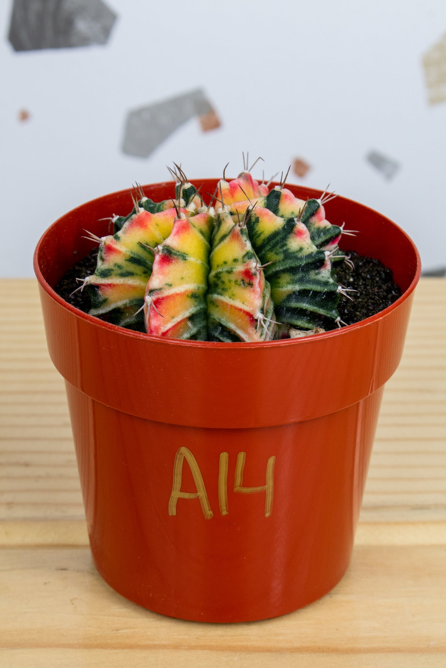 Gymnocalycium Mihanovichii Variegated 3 inch