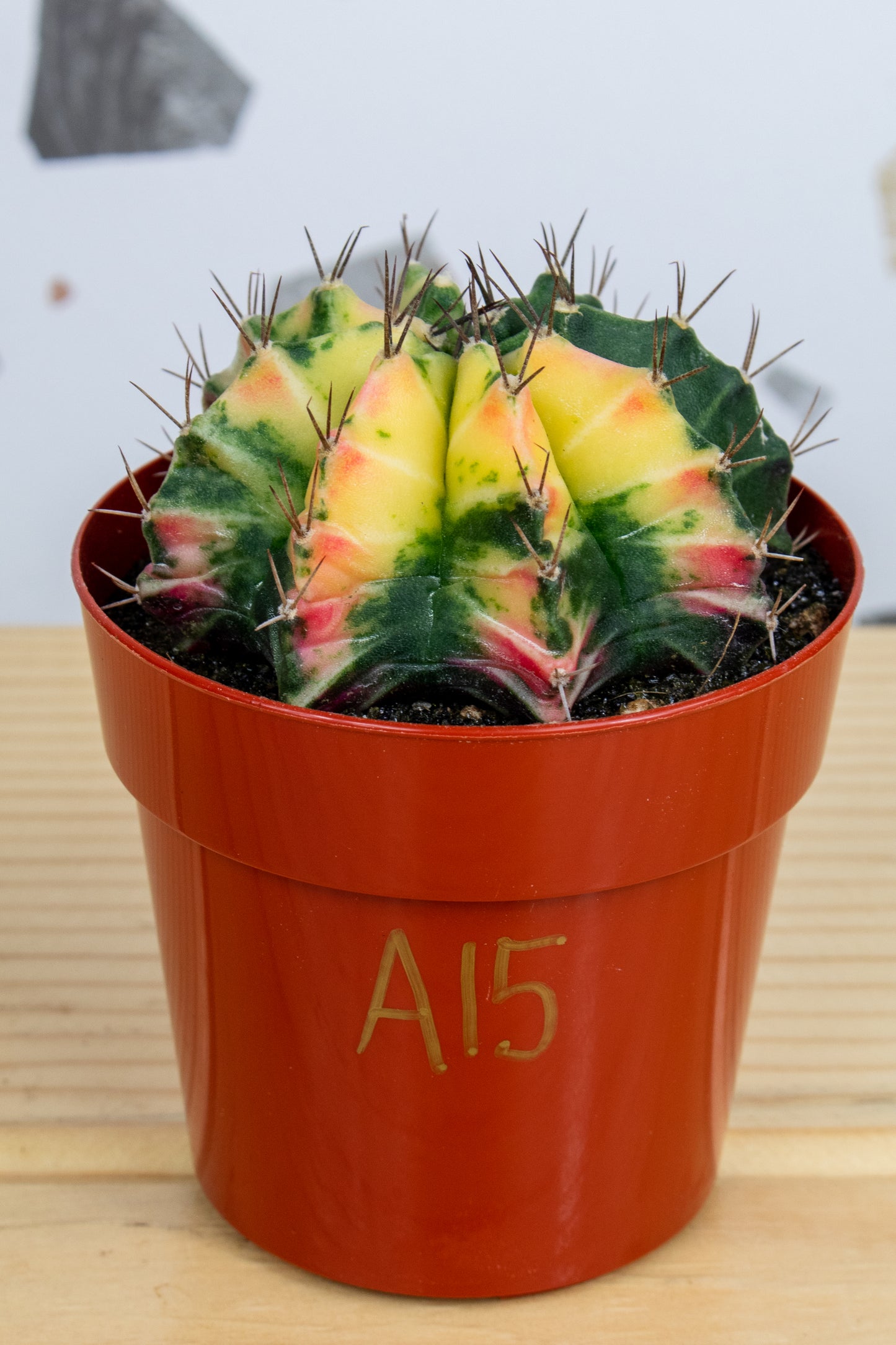 Gymnocalycium Mihanovichii Variegated 3 inch