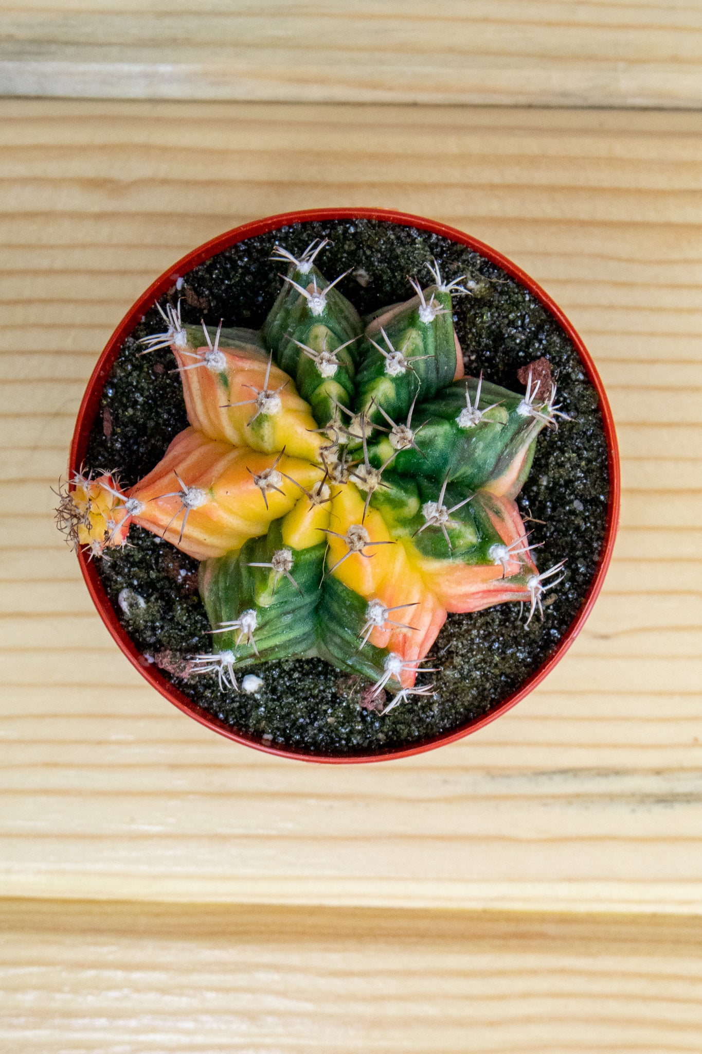 Gymnocalycium Mihanovichii Variegated 3 inch