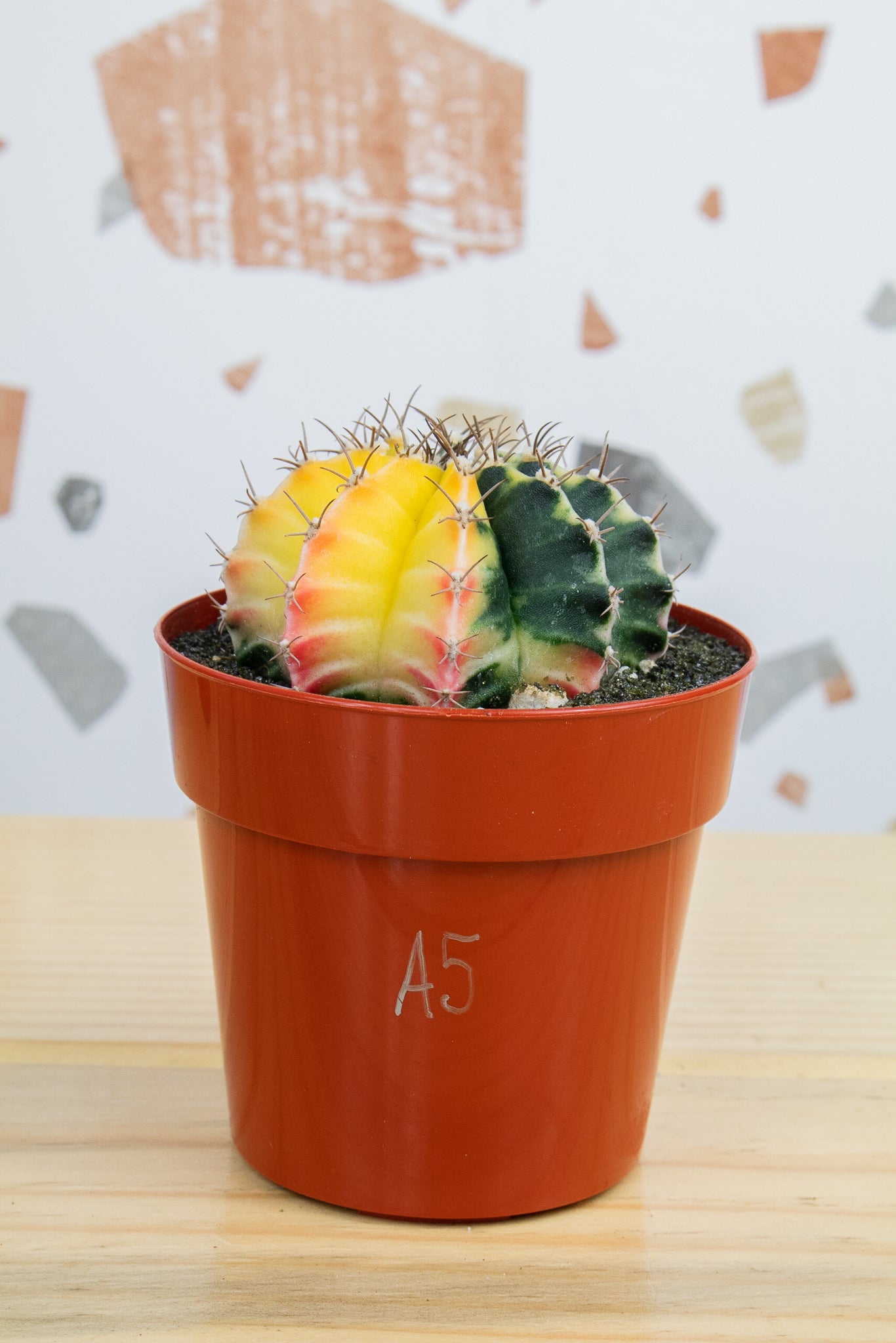 Gymnocalycium Mihanovichii Variegated 3 inch