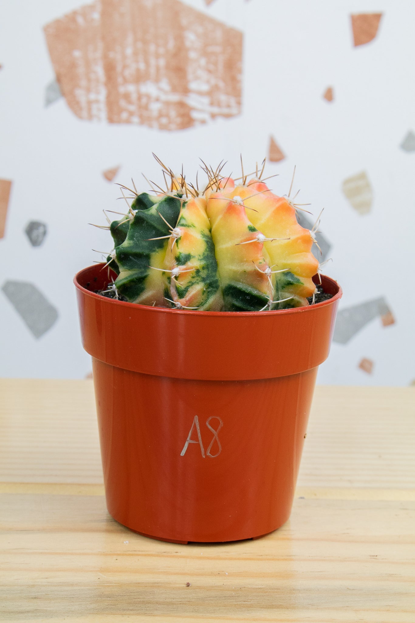 Gymnocalycium Mihanovichii Variegated 3 inch