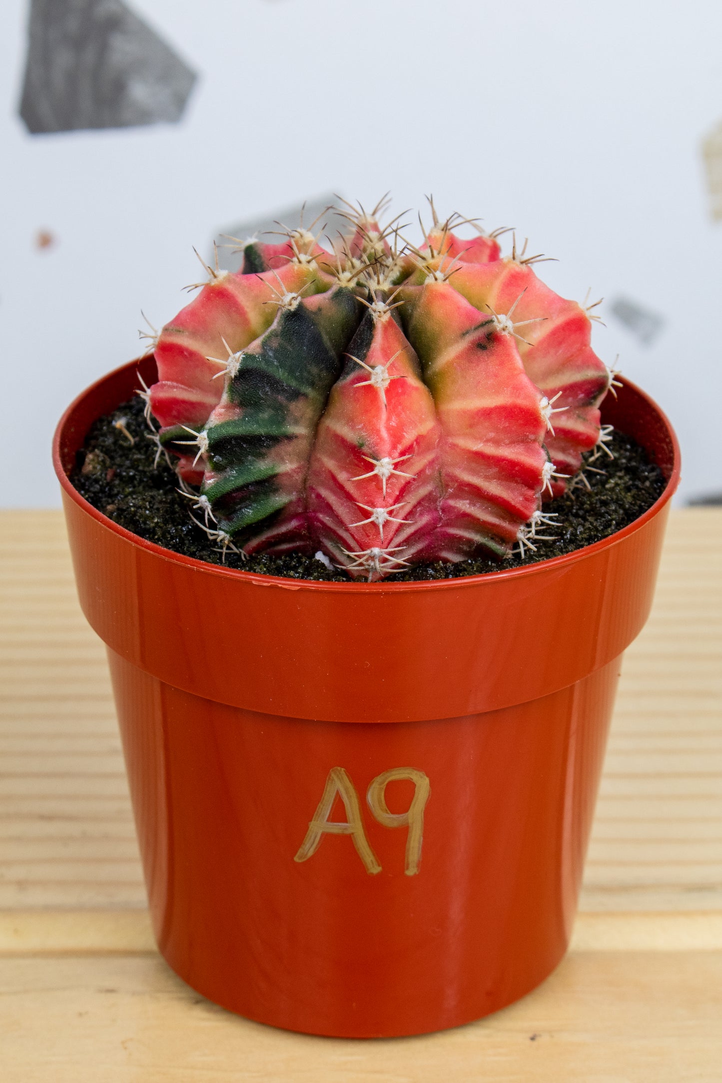 Gymnocalycium Mihanovichii Variegated 3 inch