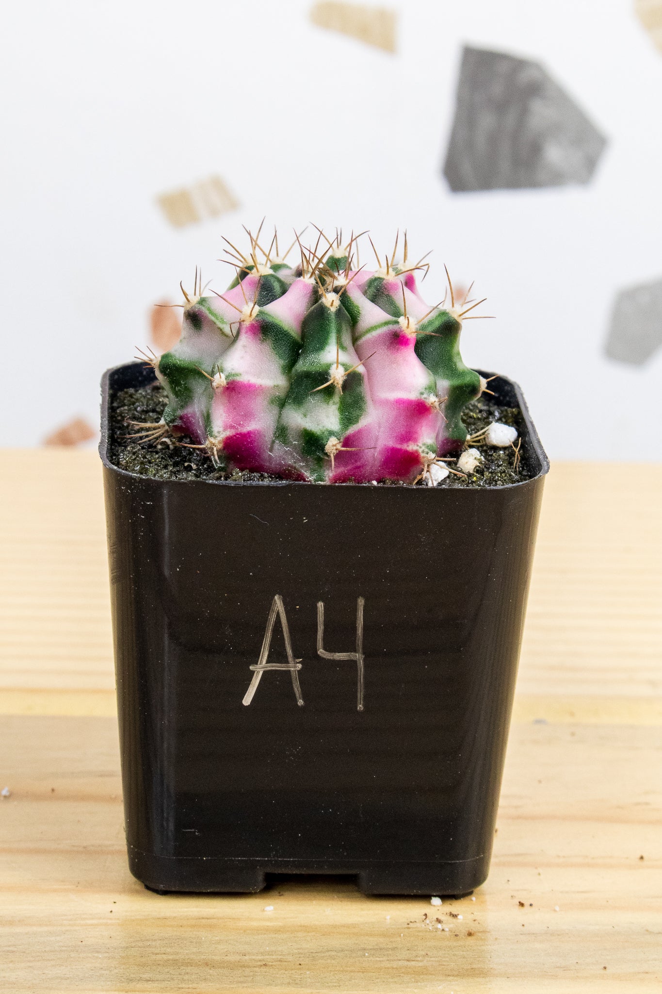 Gymnocalycium Mihanovichii 'Pink Diamond'