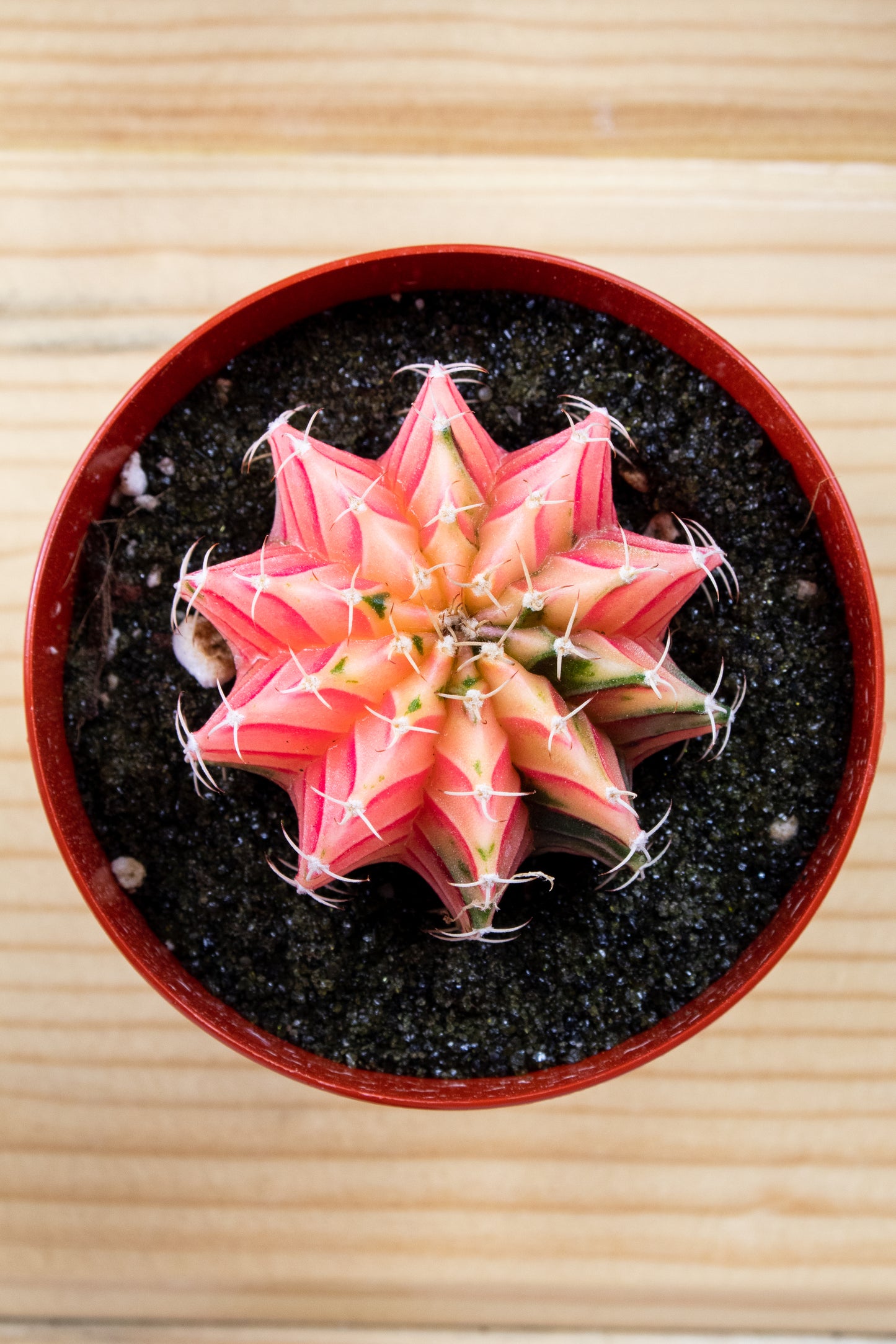 Gymnocalycium Mihanovichii Variegated 3 inch