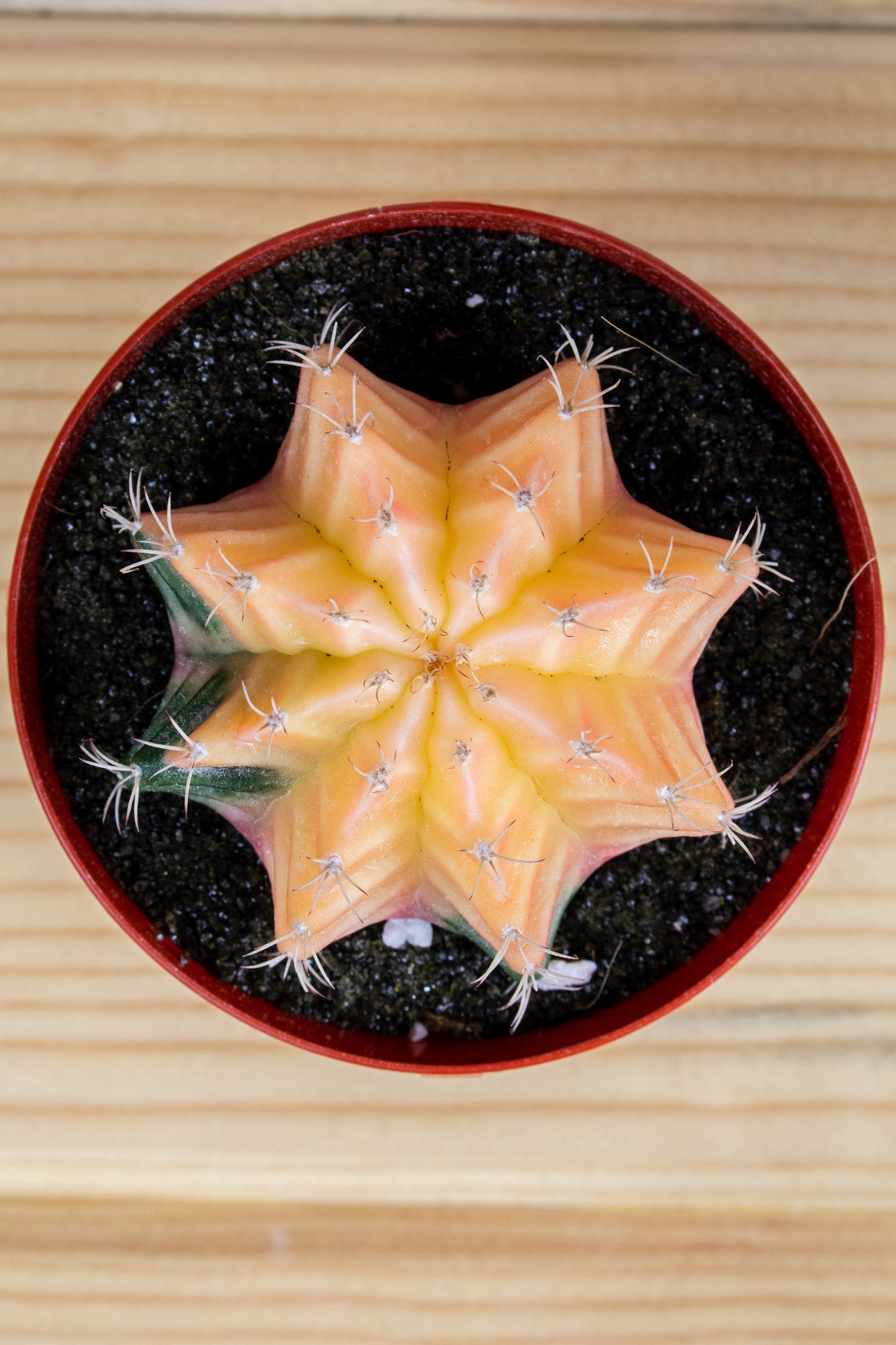 Gymnocalycium Mihanovichii Variegated 3 inch