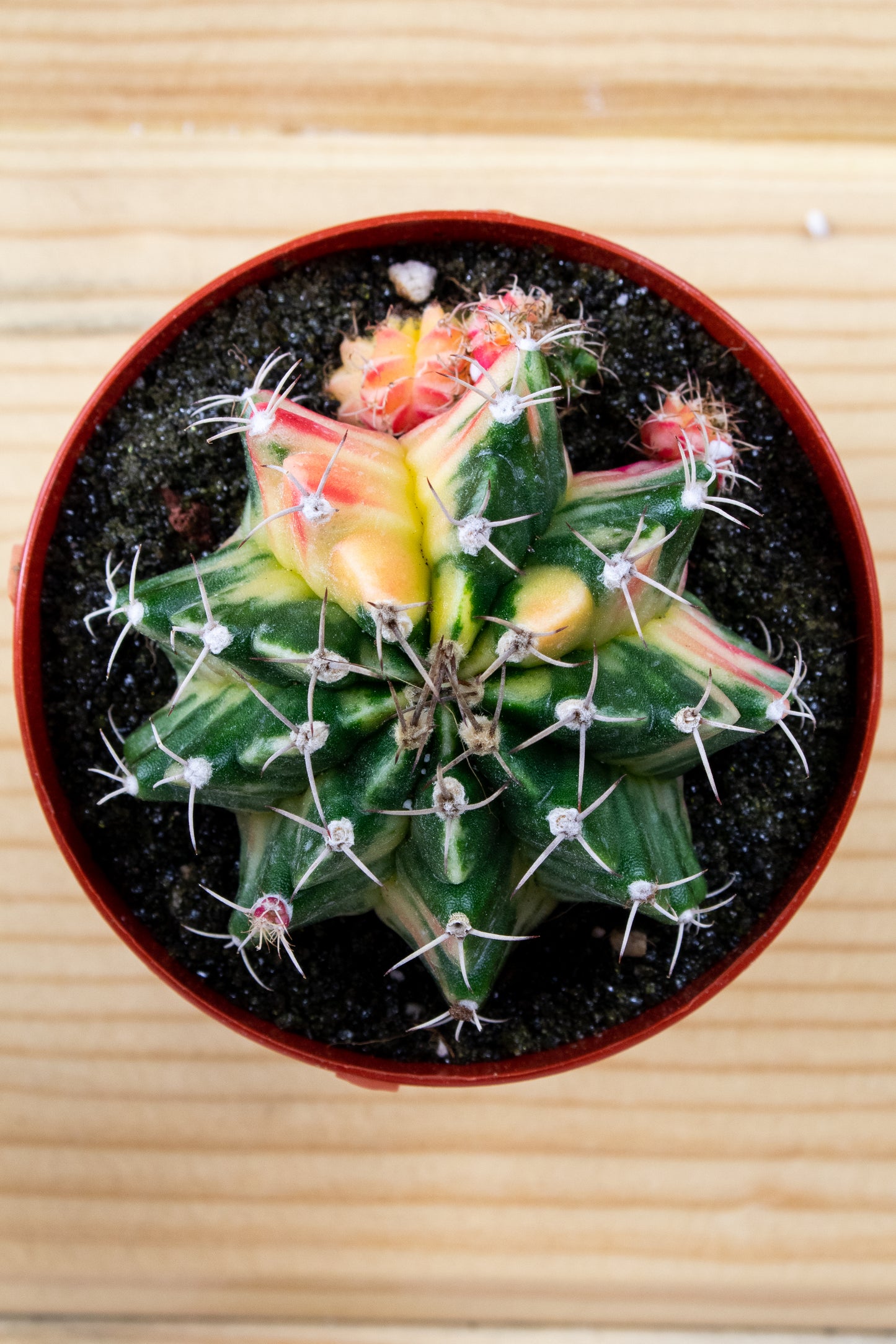 Gymnocalycium Mihanovichii Variegated 3 inch