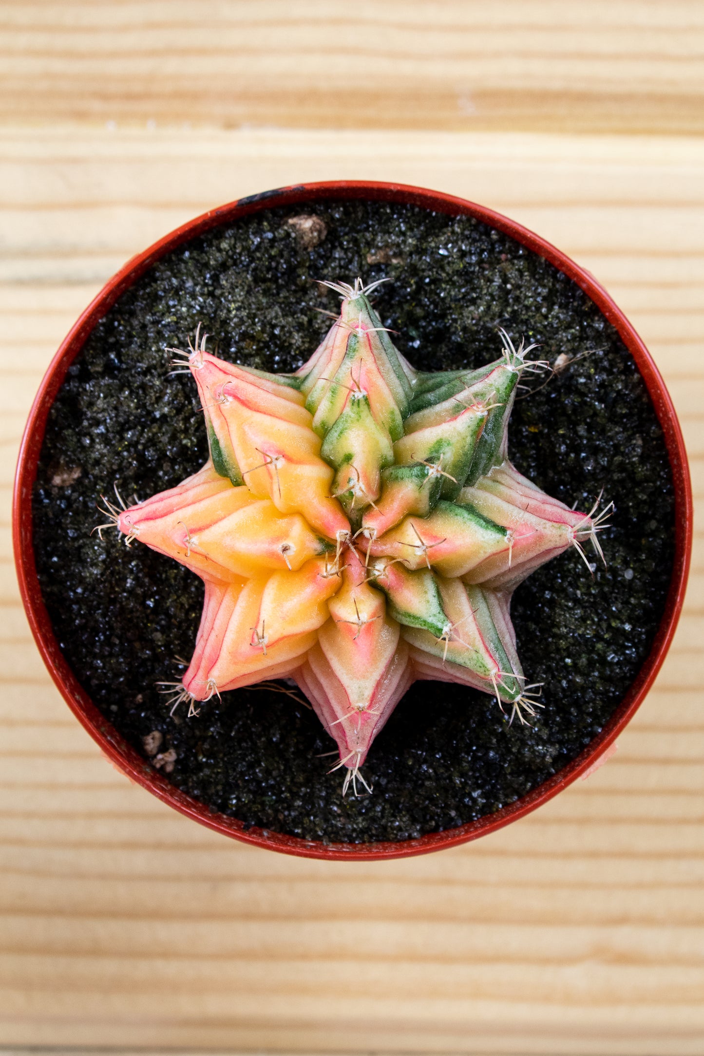 Gymnocalycium Mihanovichii Variegated 3 inch