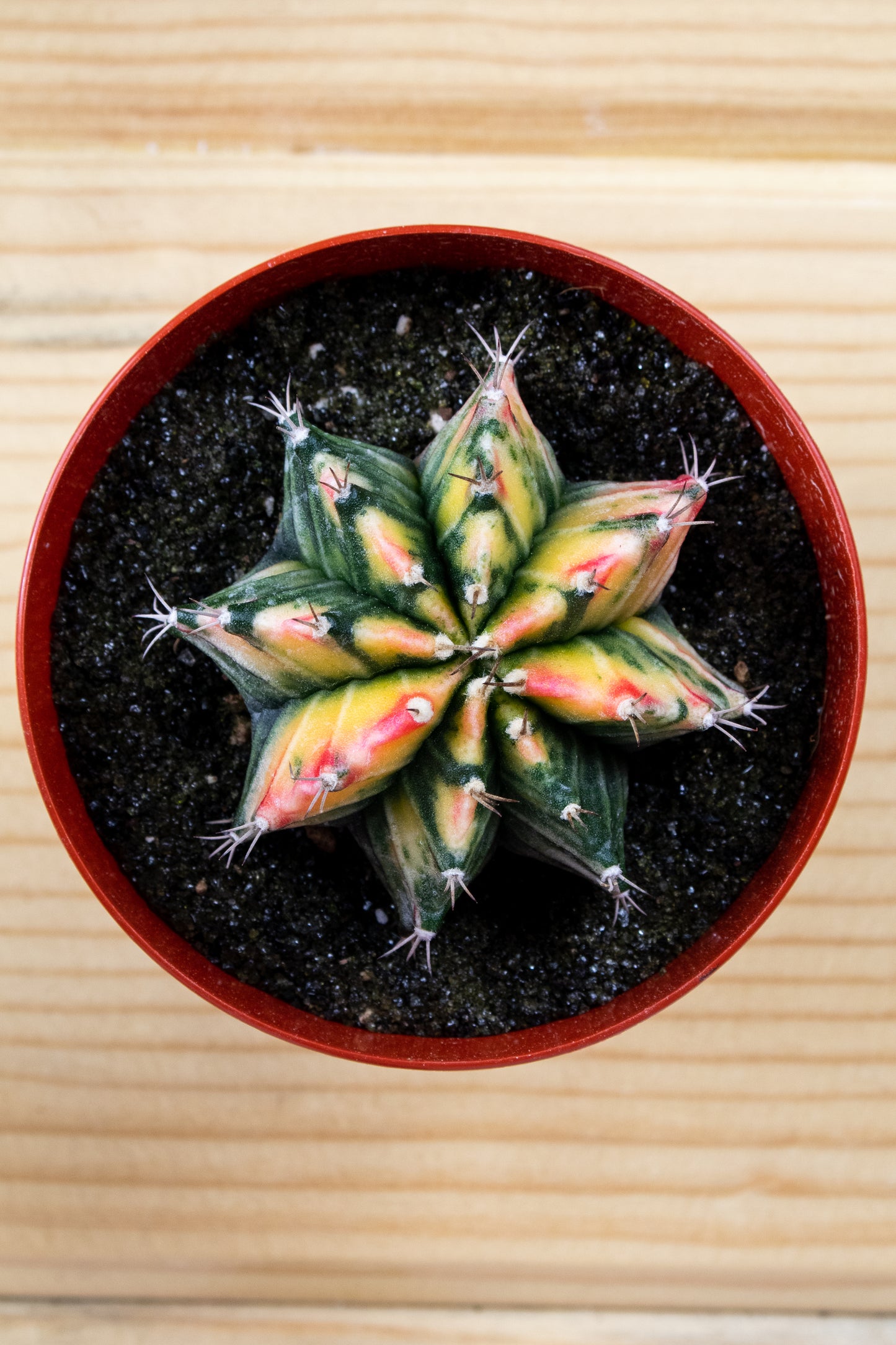 Gymnocalycium Mihanovichii Variegated 3 inch