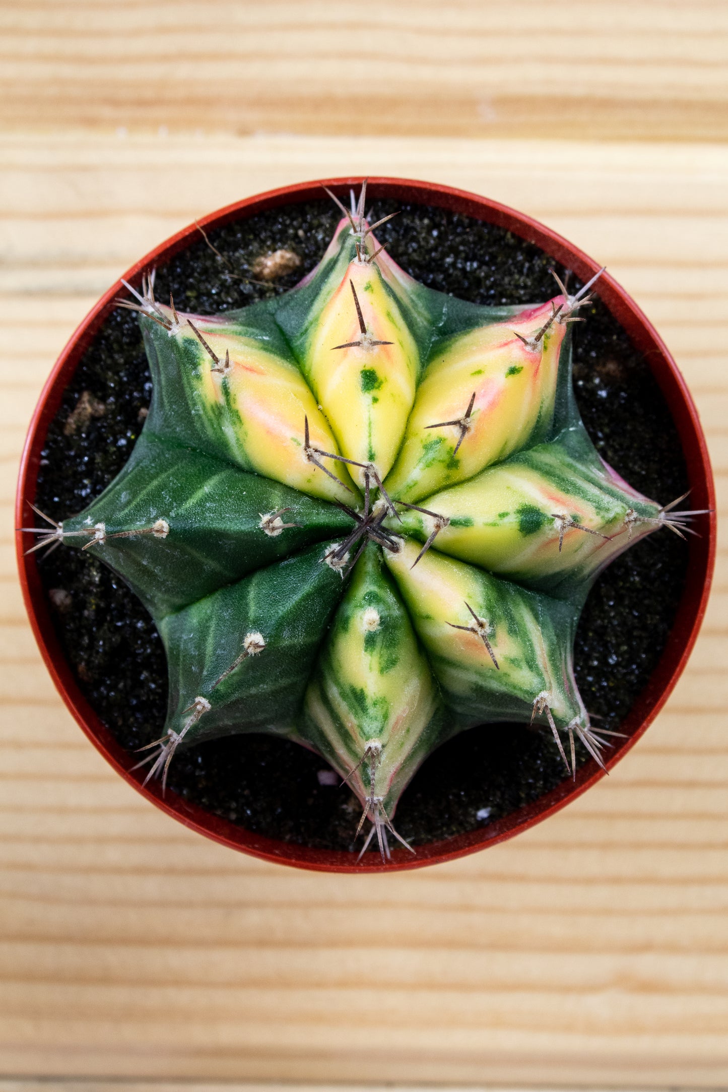 Gymnocalycium Mihanovichii Variegated 3 inch