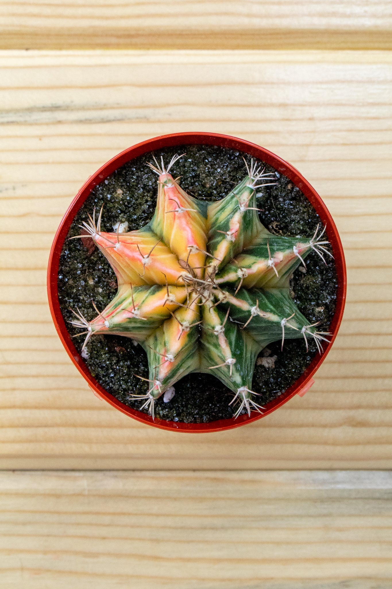 Gymnocalycium Mihanovichii Variegated 3 inch