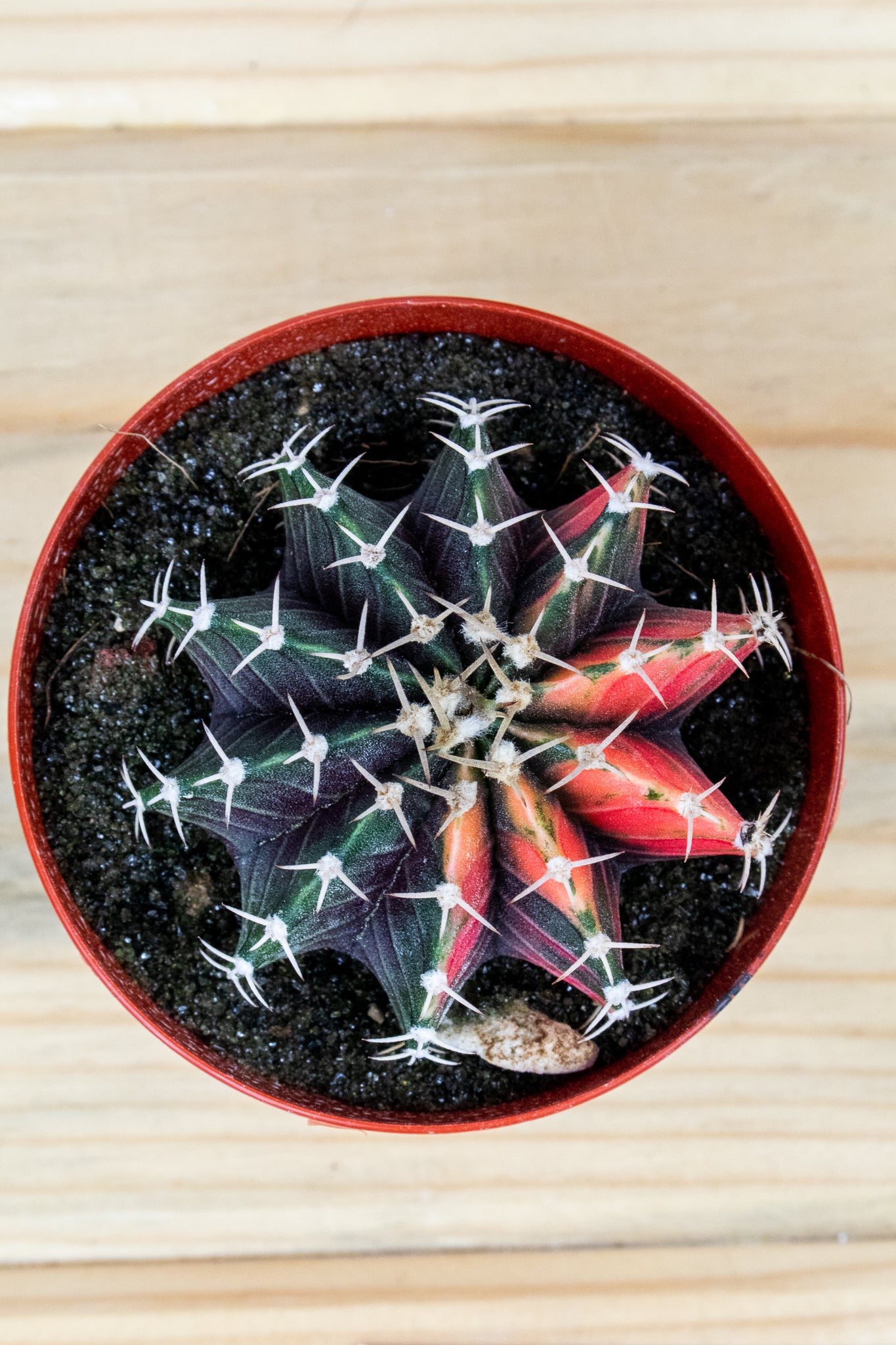 Gymnocalycium Mihanovichii Variegated 3 inch