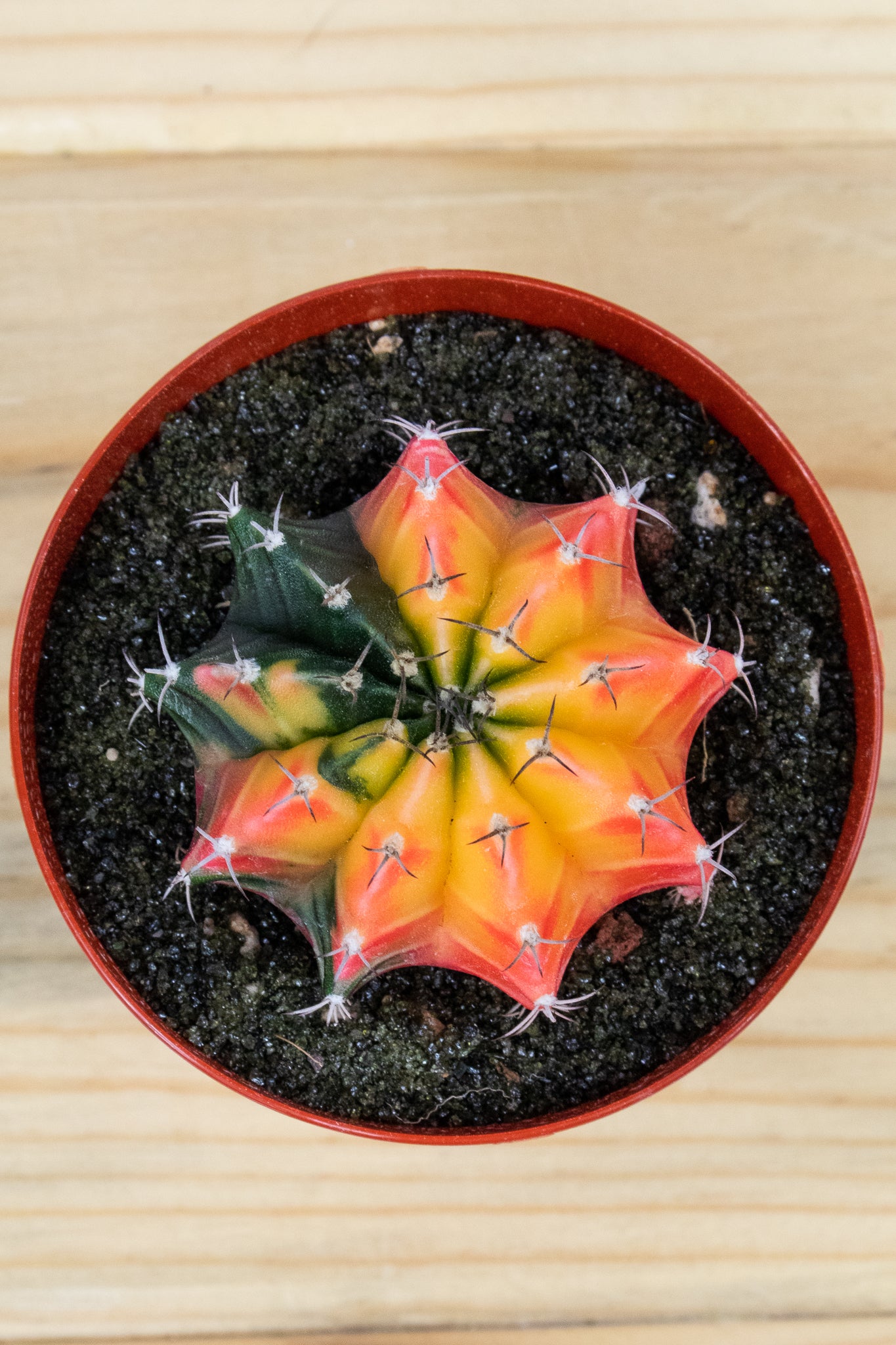 Gymnocalycium Mihanovichii Variegated 3 inch