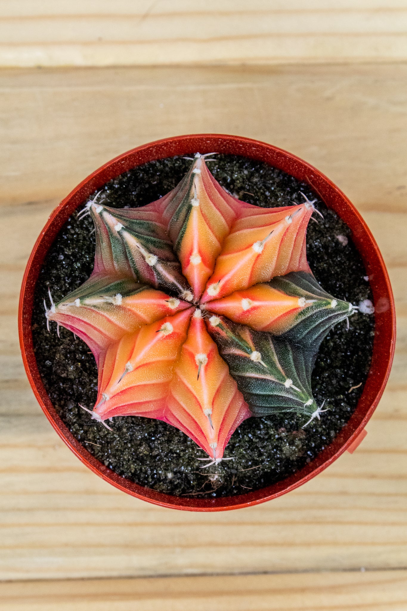 Gymnocalycium Mihanovichii Variegated 3 inch