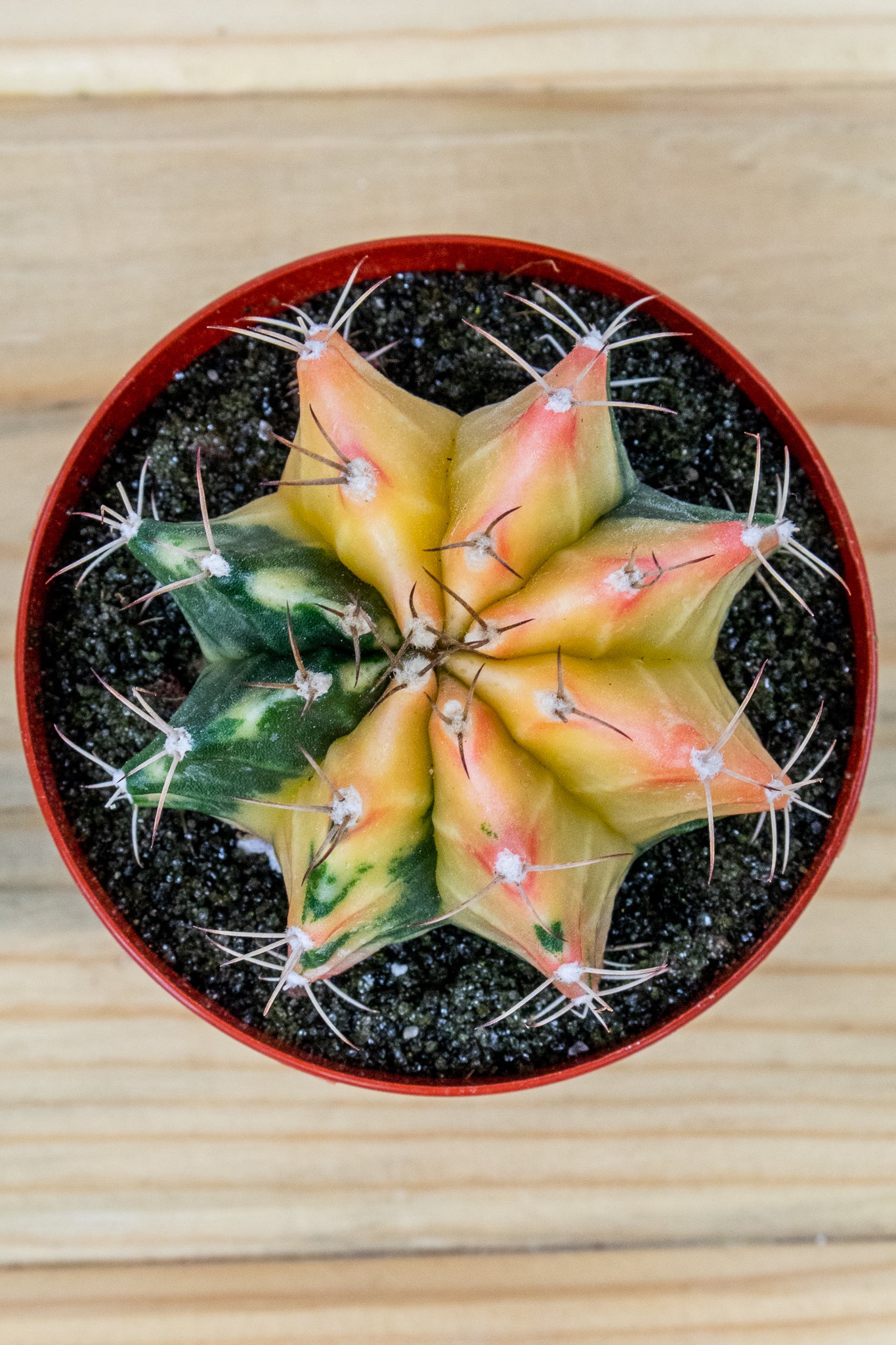 Gymnocalycium Mihanovichii Variegated 3 inch