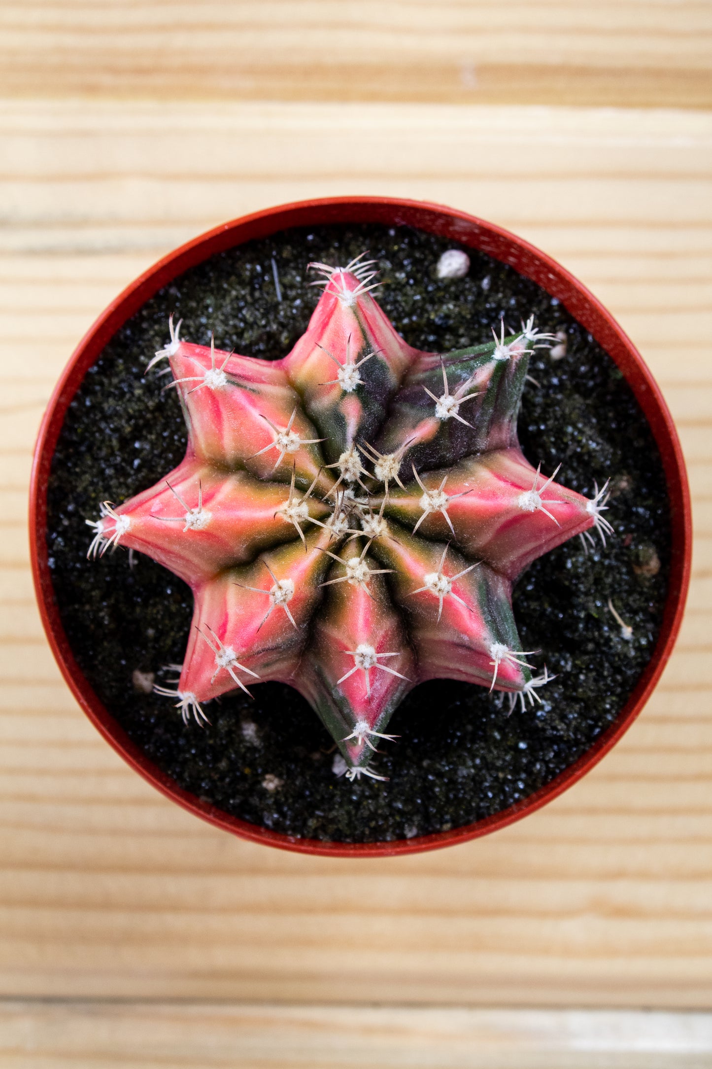 Gymnocalycium Mihanovichii Variegated 3 inch