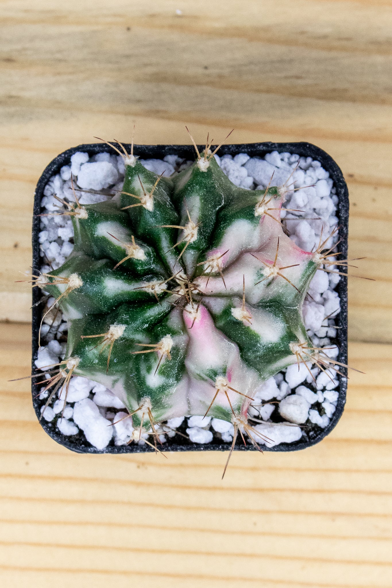 Gymnocalycium Mihanovichii 'Pink Diamond'