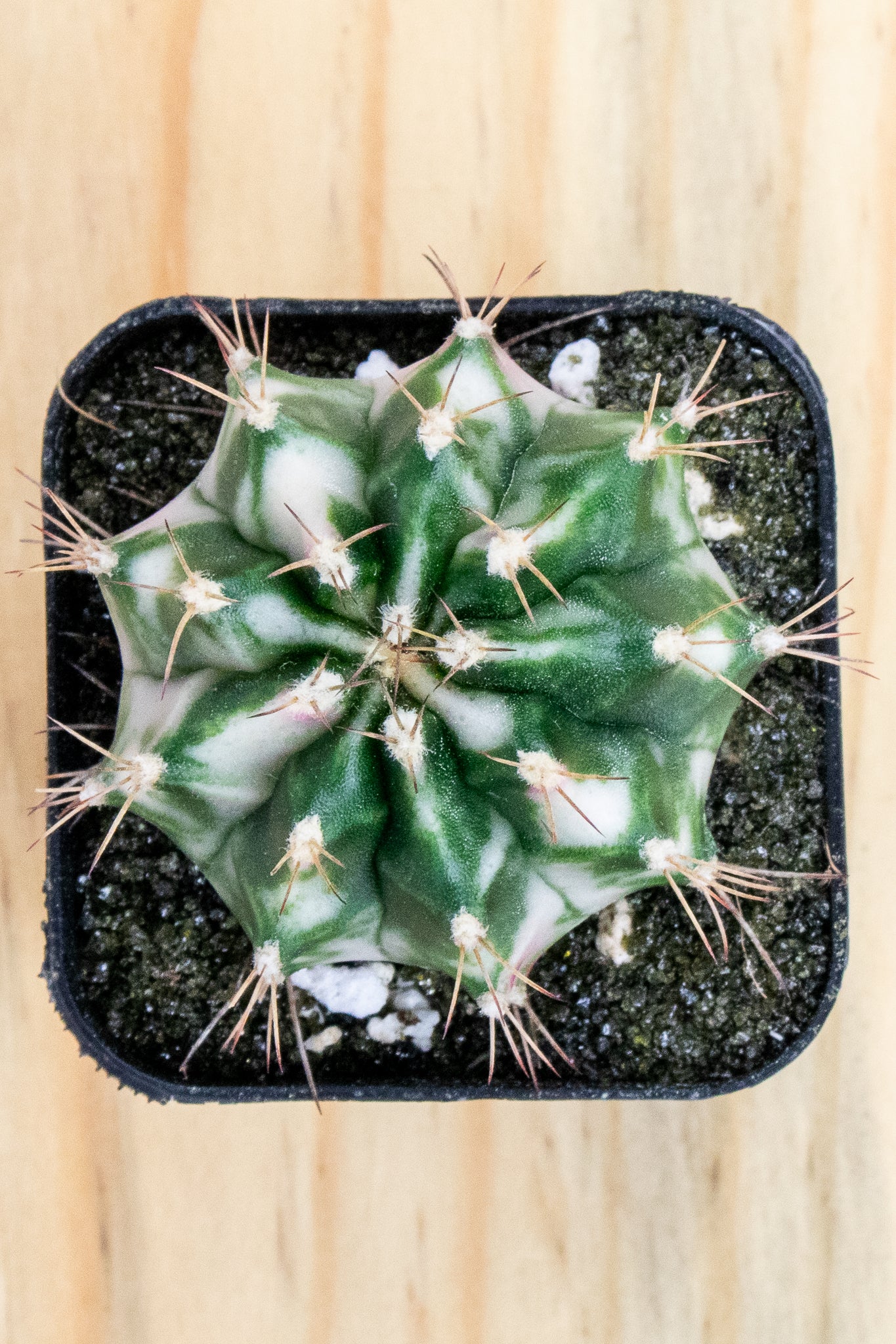 Gymnocalycium Mihanovichii 'Pink Diamond'