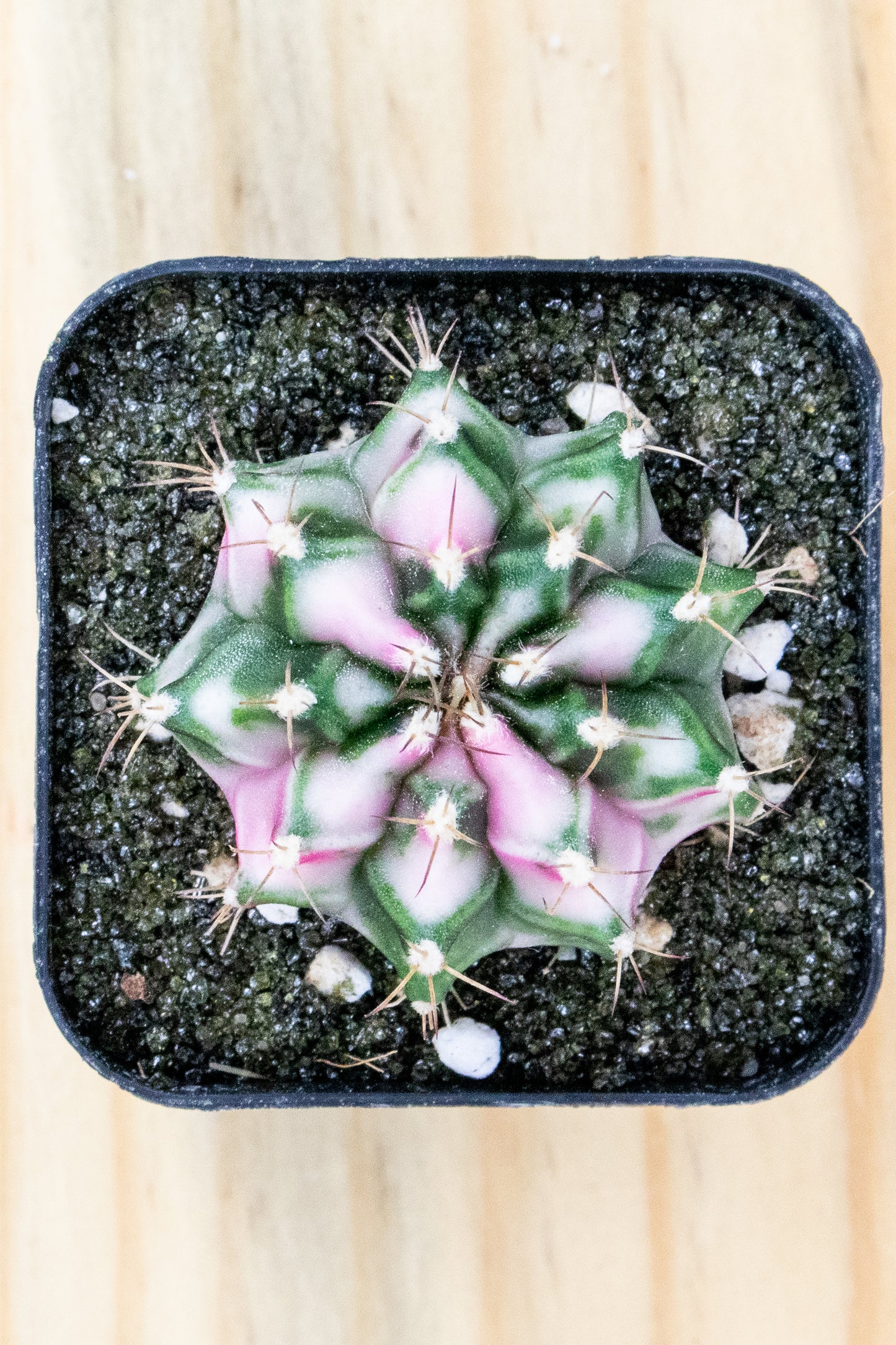 Gymnocalycium Mihanovichii 'Pink Diamond'