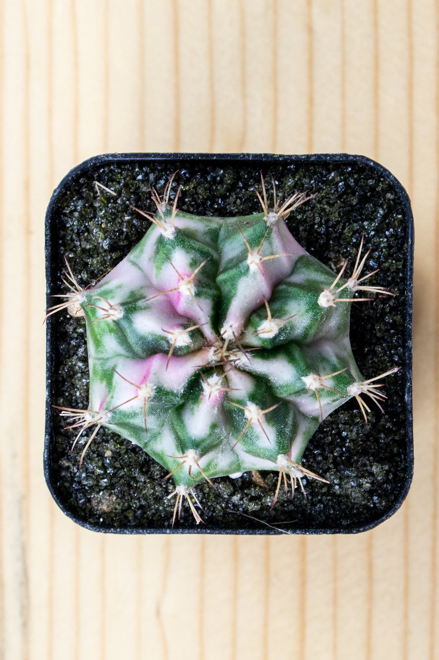 Gymnocalycium Mihanovichii 'Pink Diamond'