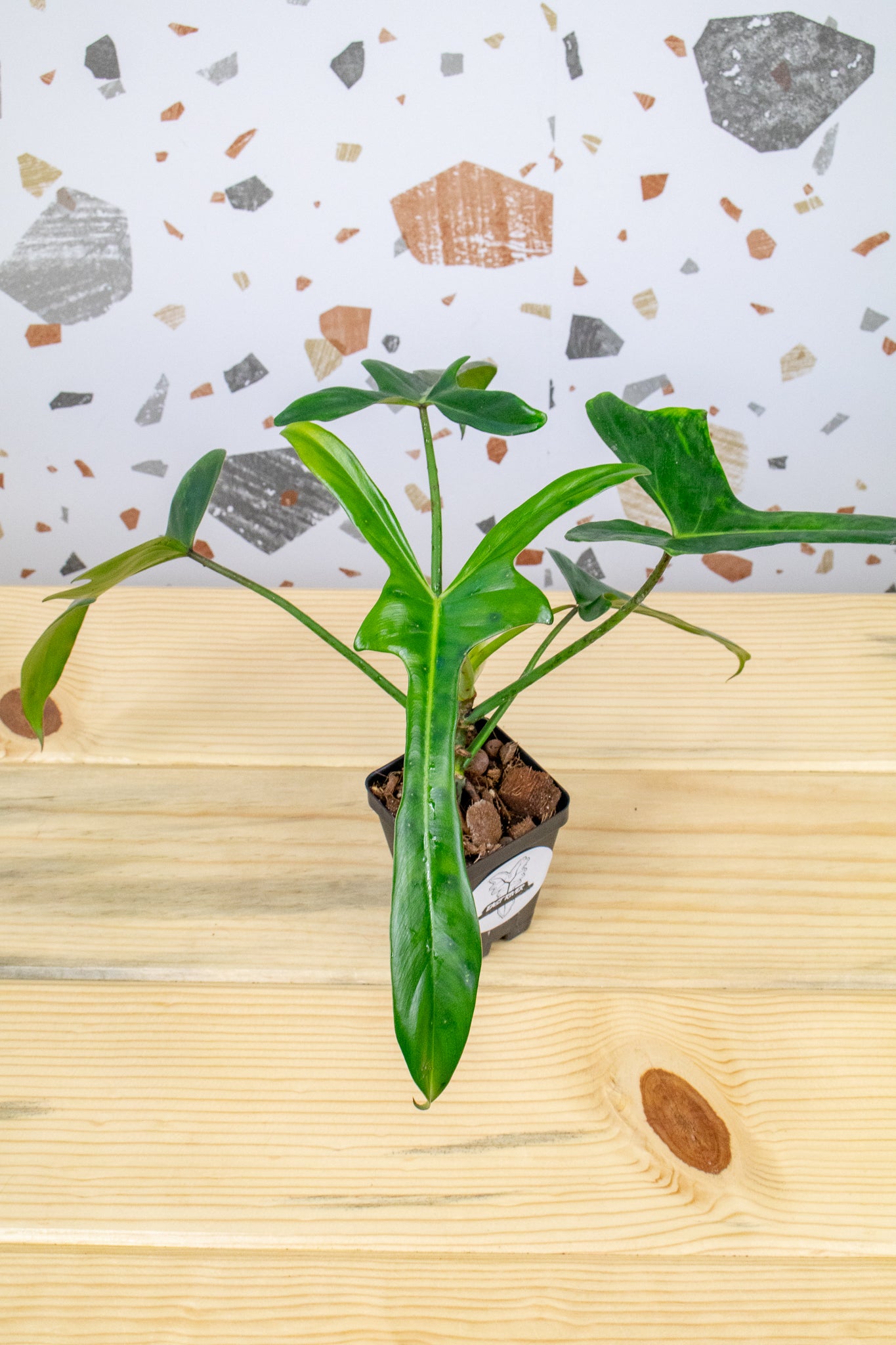 Philodendron Longilobatum Lelano Miyano F2