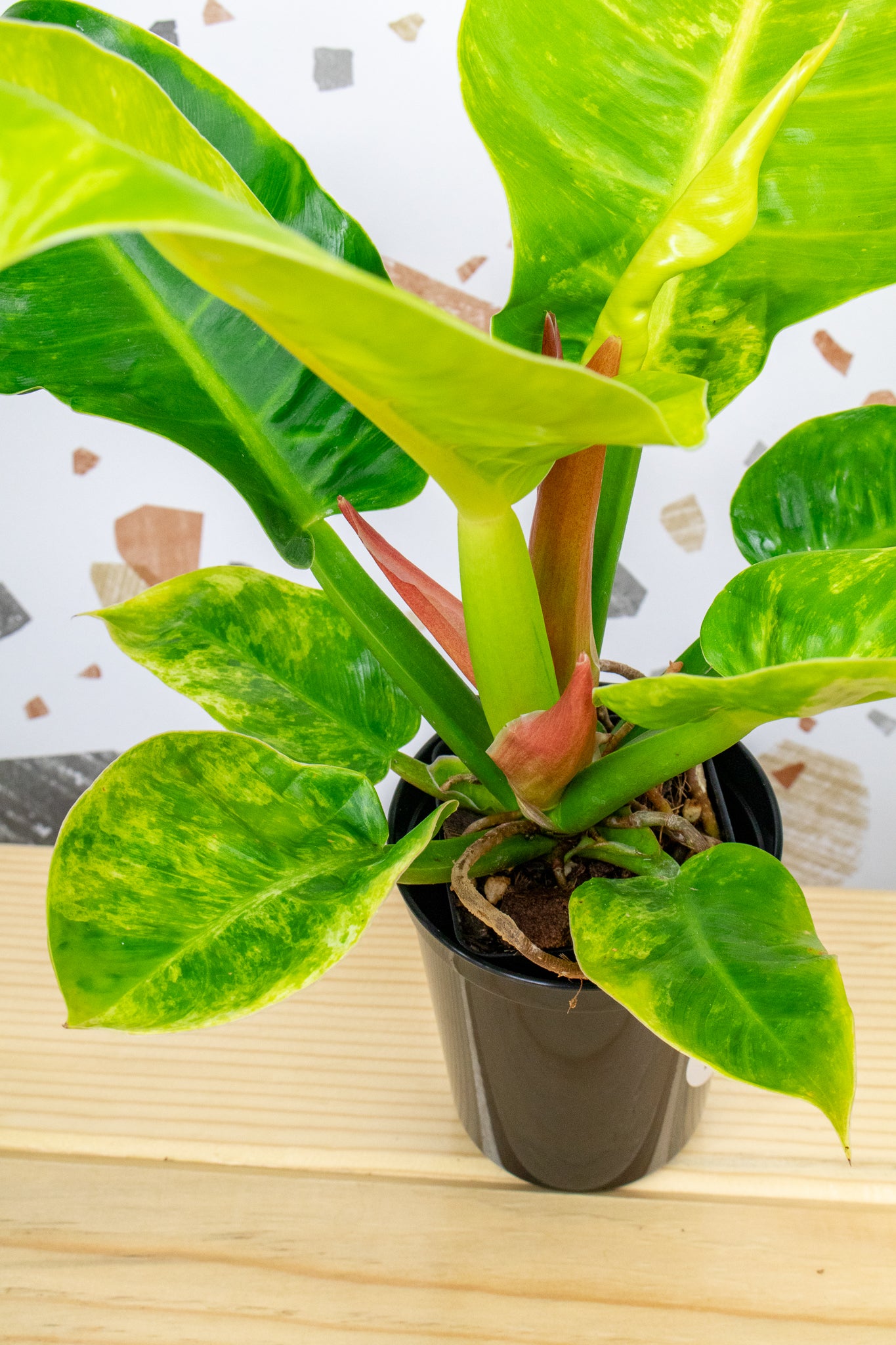 Philodendron Moonlight Variegated F2