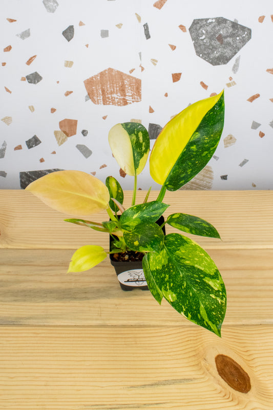 Philodendron Nuclear Congo G3