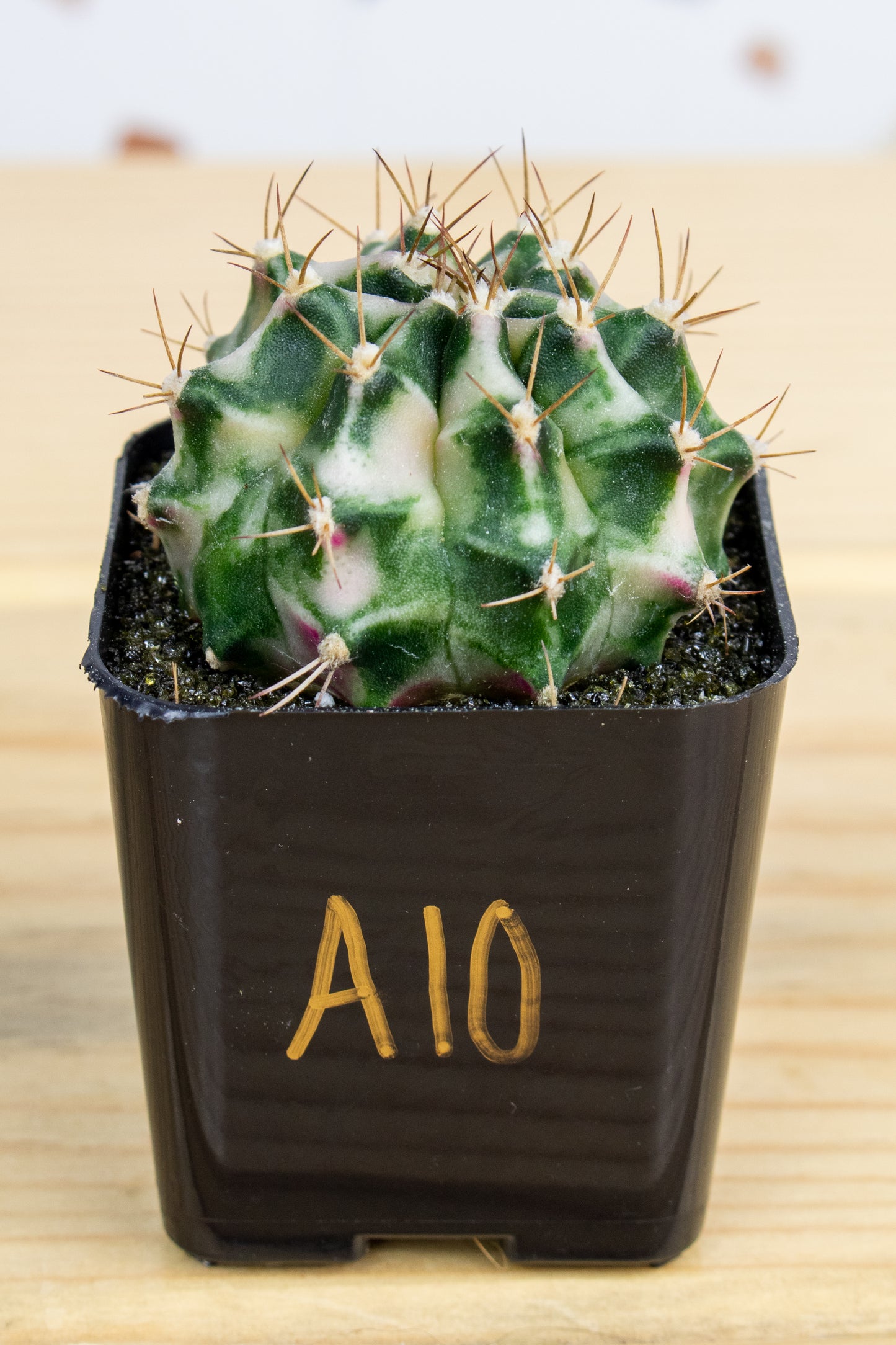 Gymnocalycium Mihanovichii 'Pink Diamond'