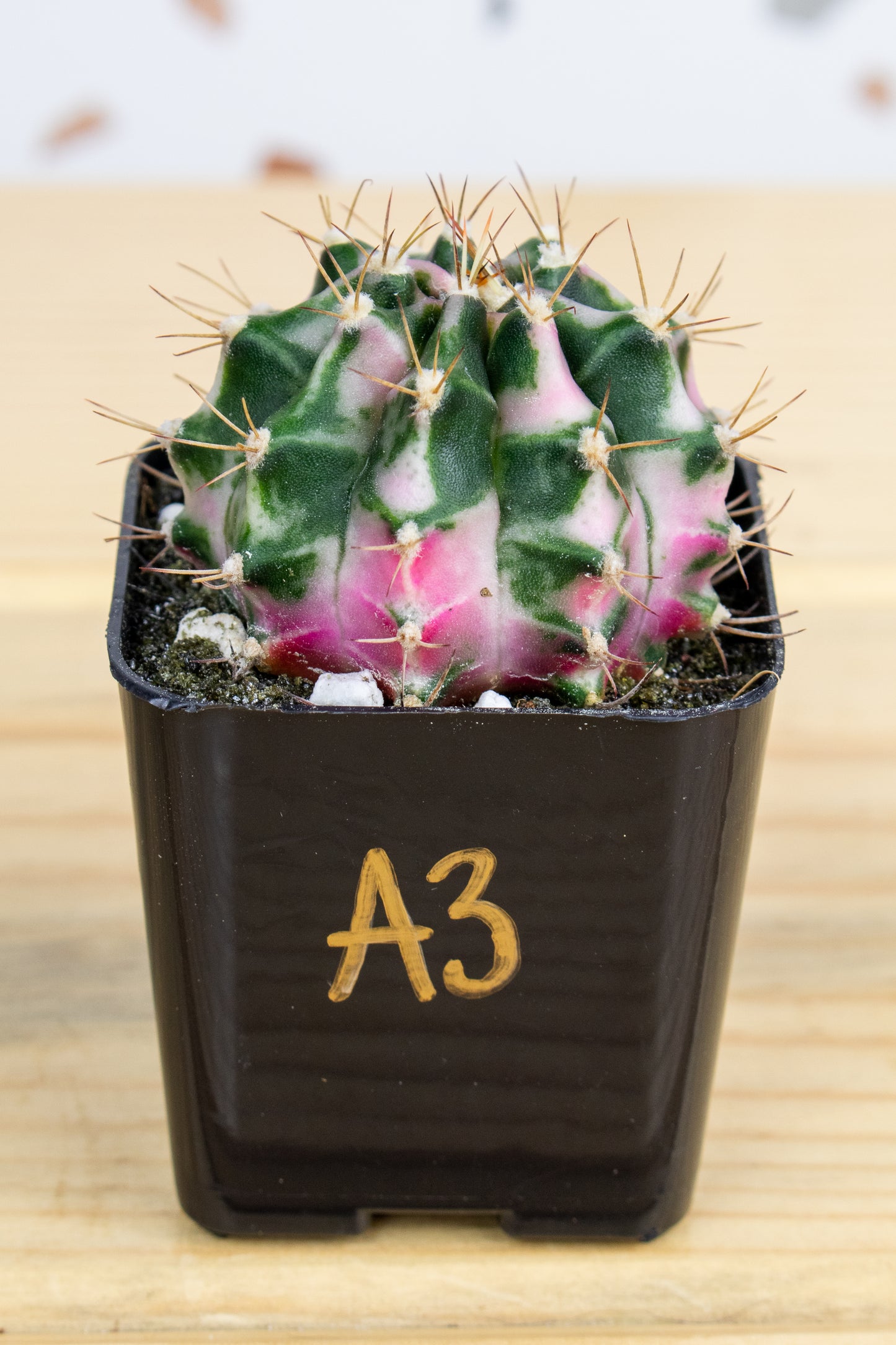 Gymnocalycium Mihanovichii 'Pink Diamond'