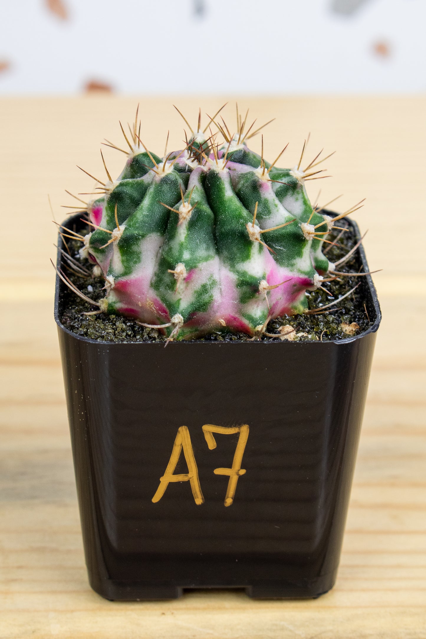 Gymnocalycium Mihanovichii 'Pink Diamond'