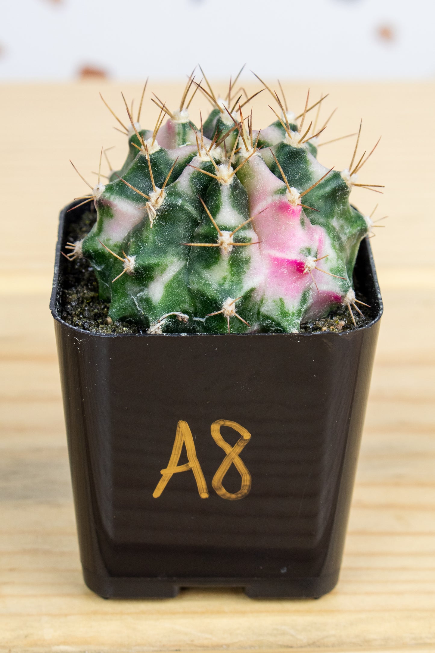 Gymnocalycium Mihanovichii 'Pink Diamond'