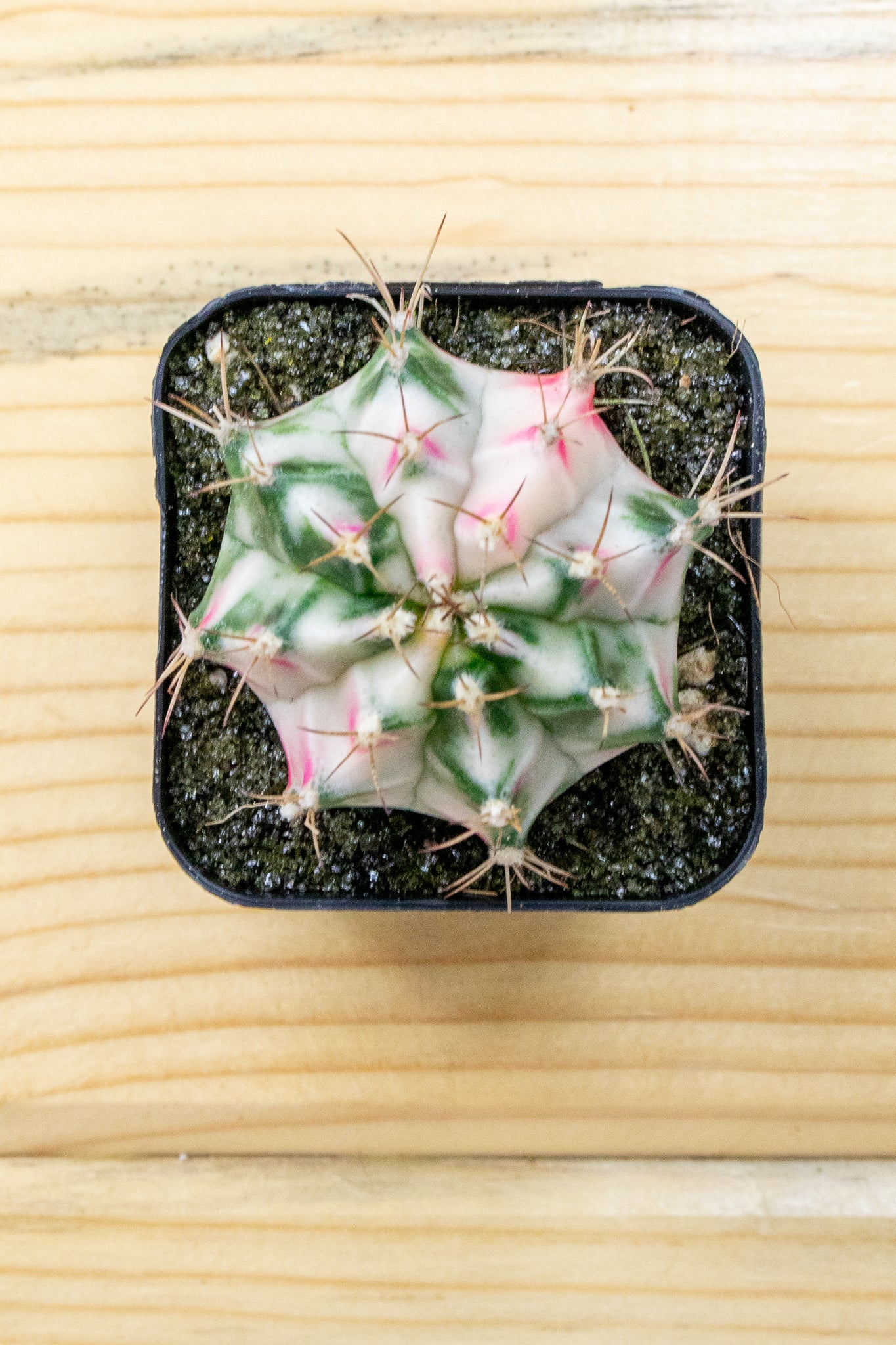 Gymnocalycium Mihanovichii 'Pink Diamond'