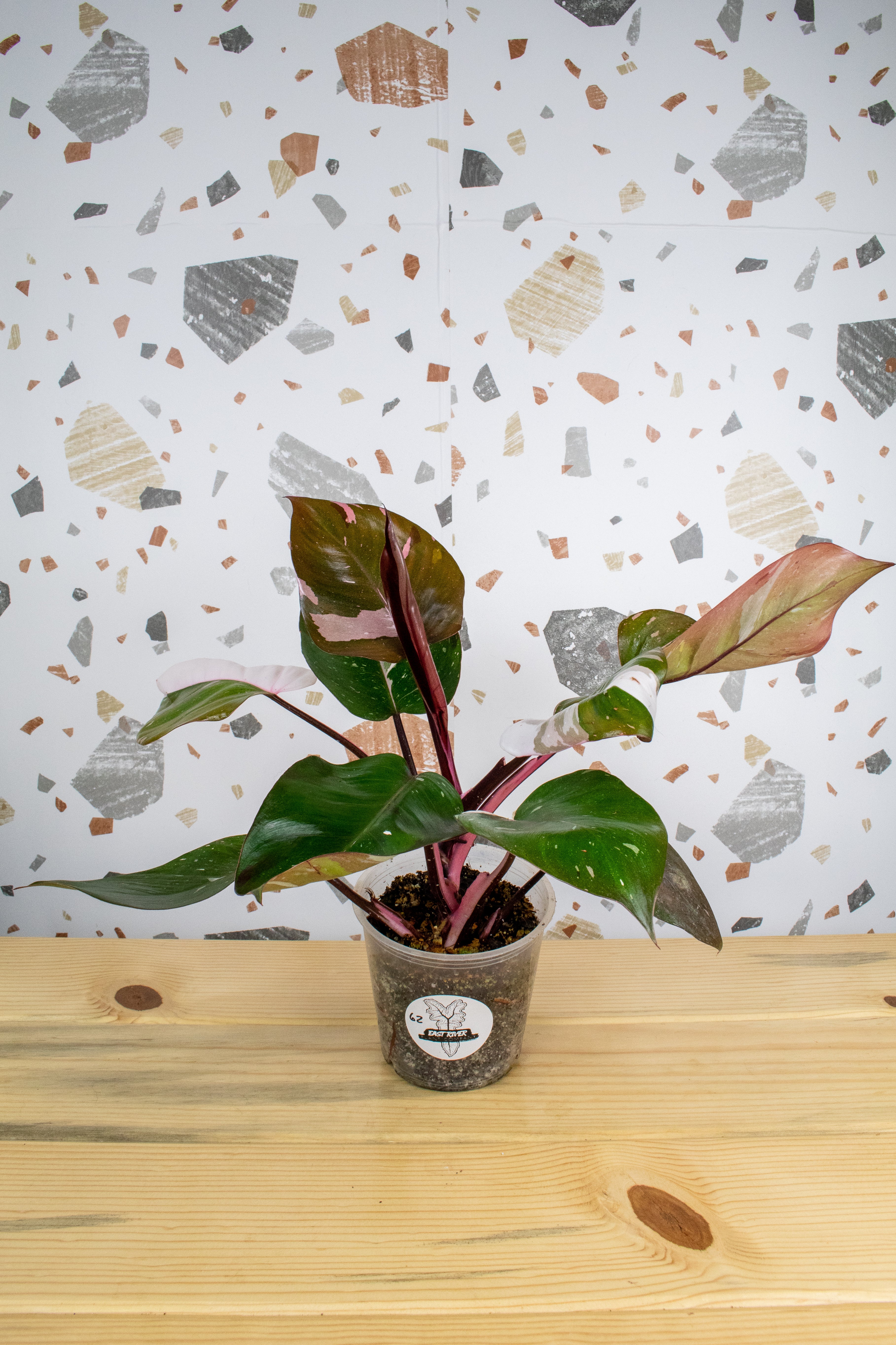 High Color Red Anderson Philodendron Red Anderson G2 – East River Plant Company