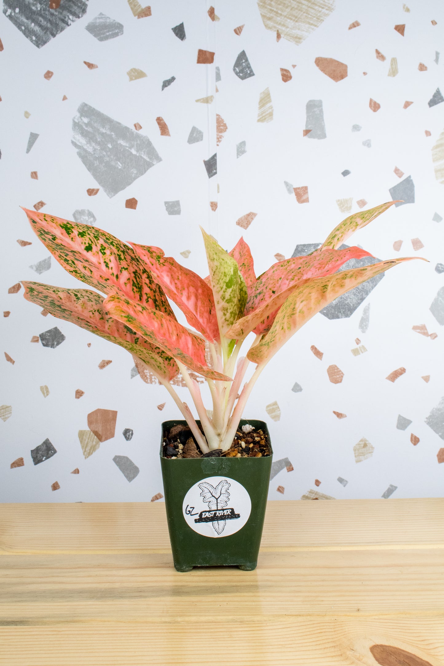 Aglaonema Orange Stardust G2